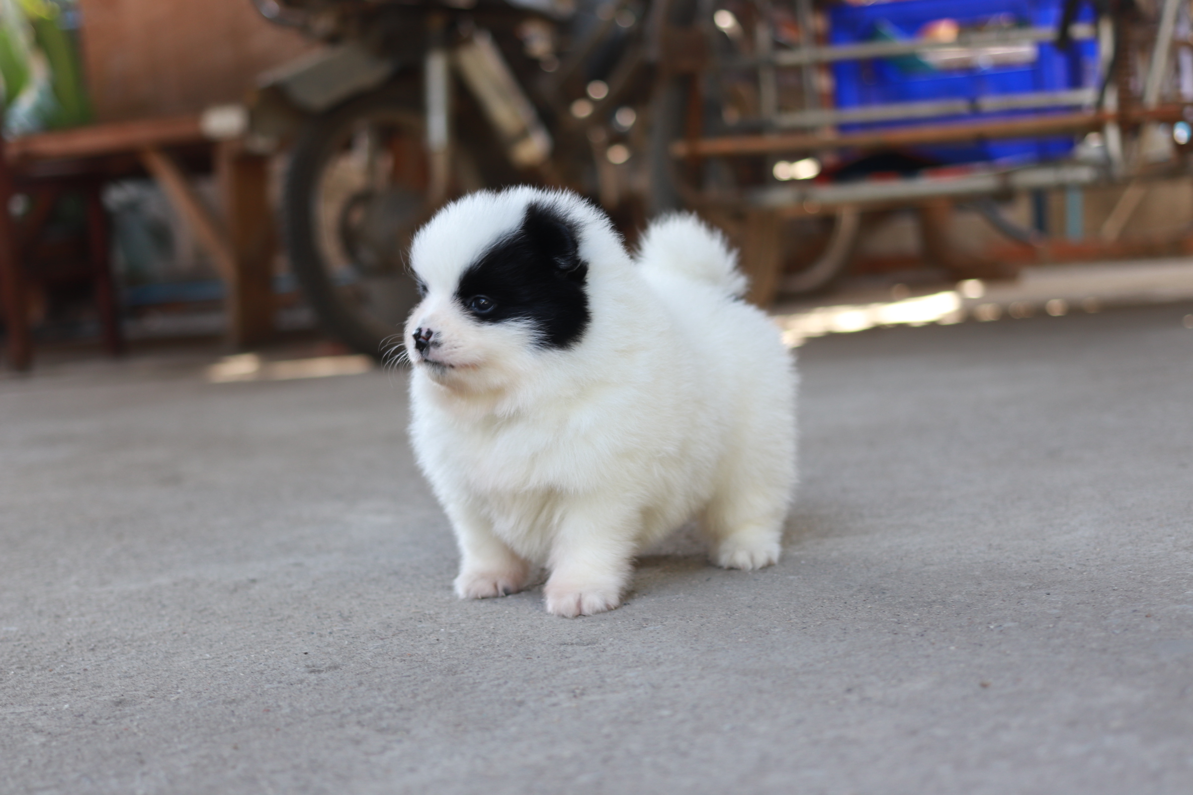 ปอมเมอเรเนียน เพศผู้สีแฟนซีขาวดำ