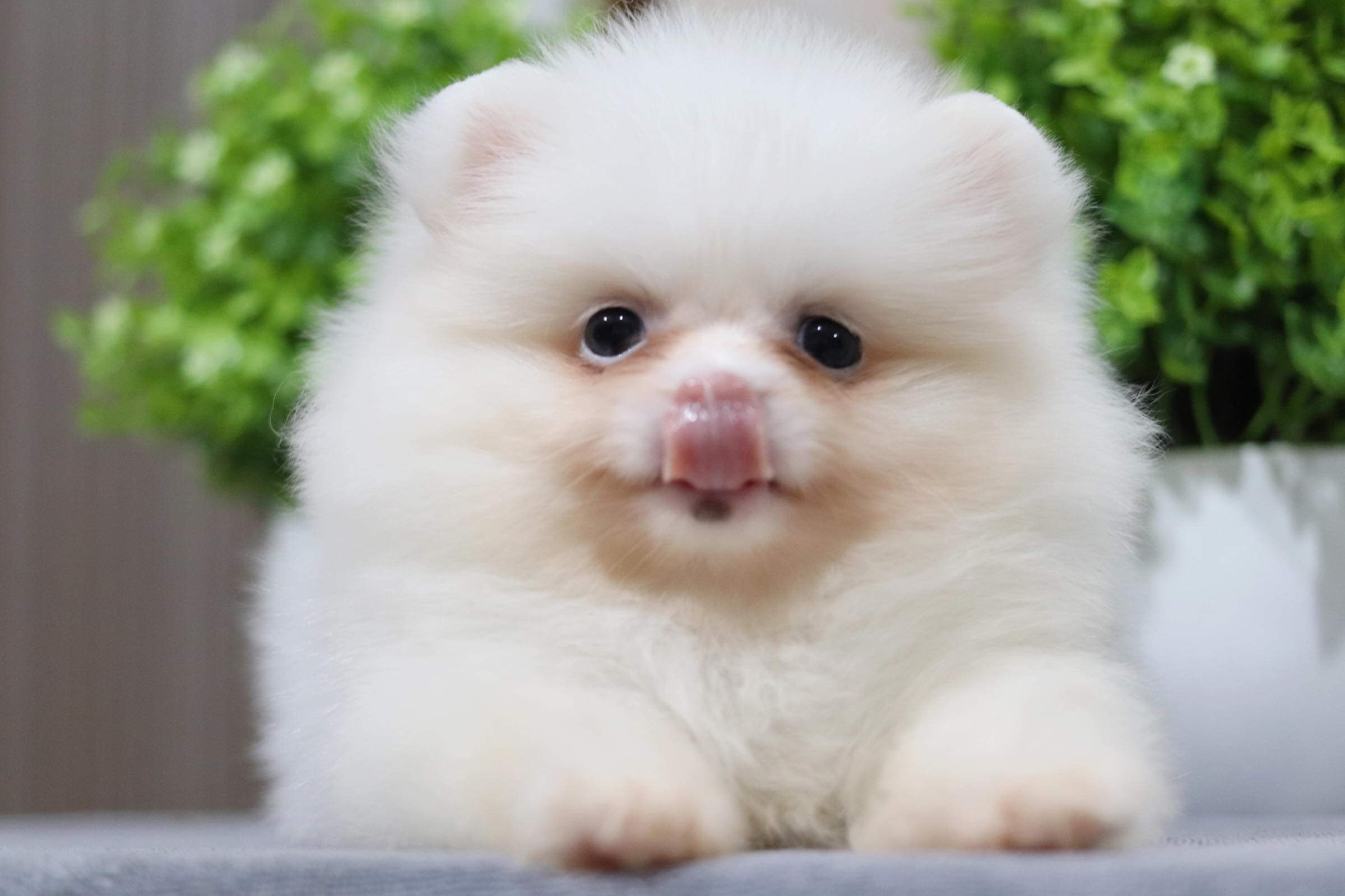 ปอมเมอเรเนียน เพศเมีย