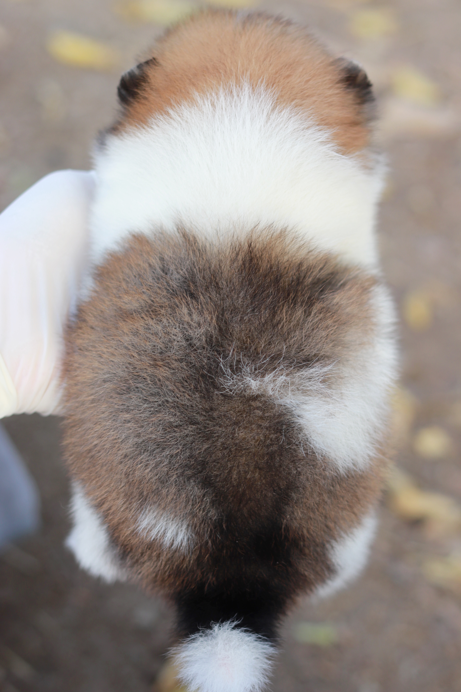 ปอมเมอเรเนียน เพศผู้ สีแฟนซี