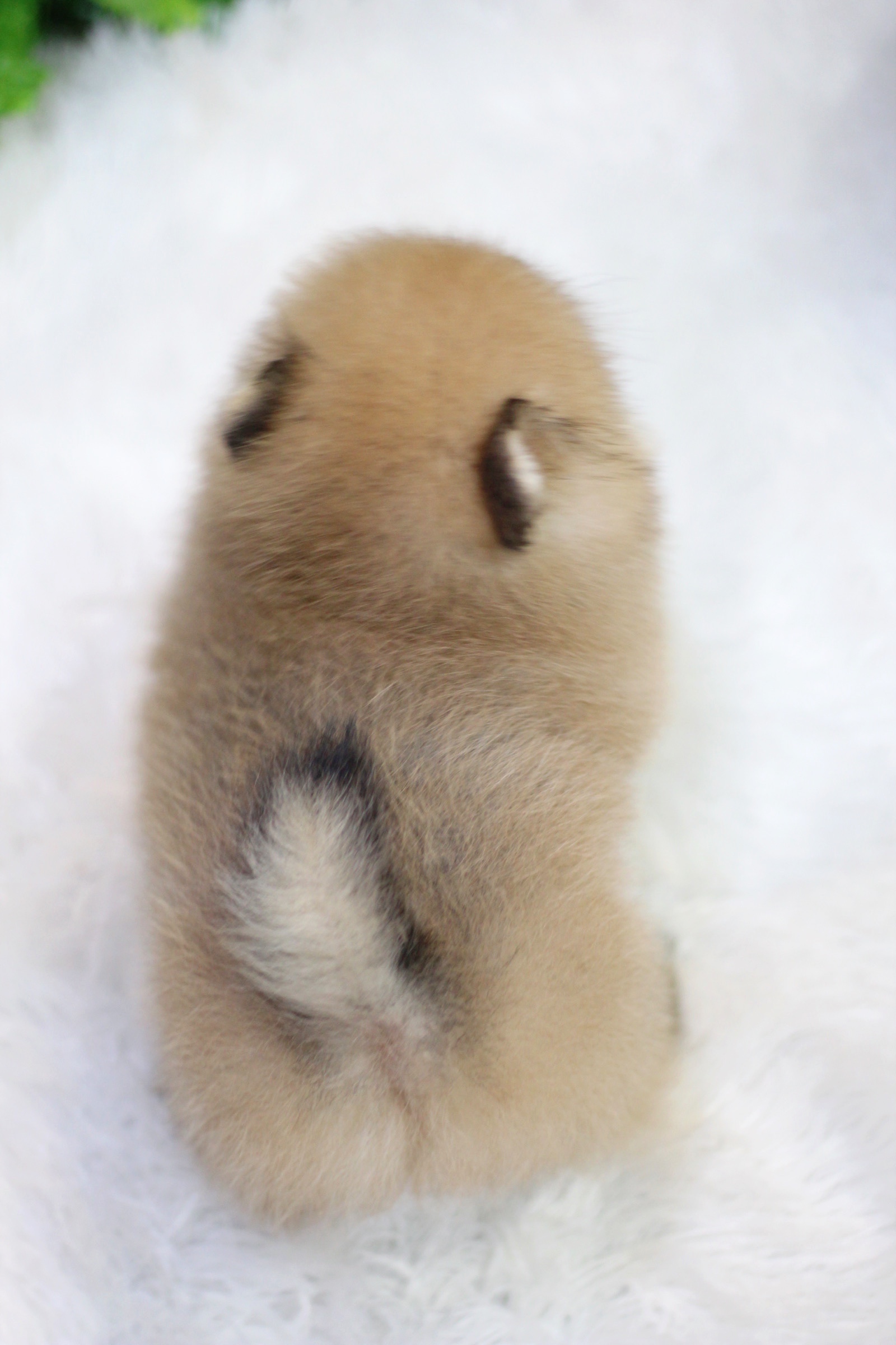 ปอมเมอเรเนียน เพศเมียสีส้ม