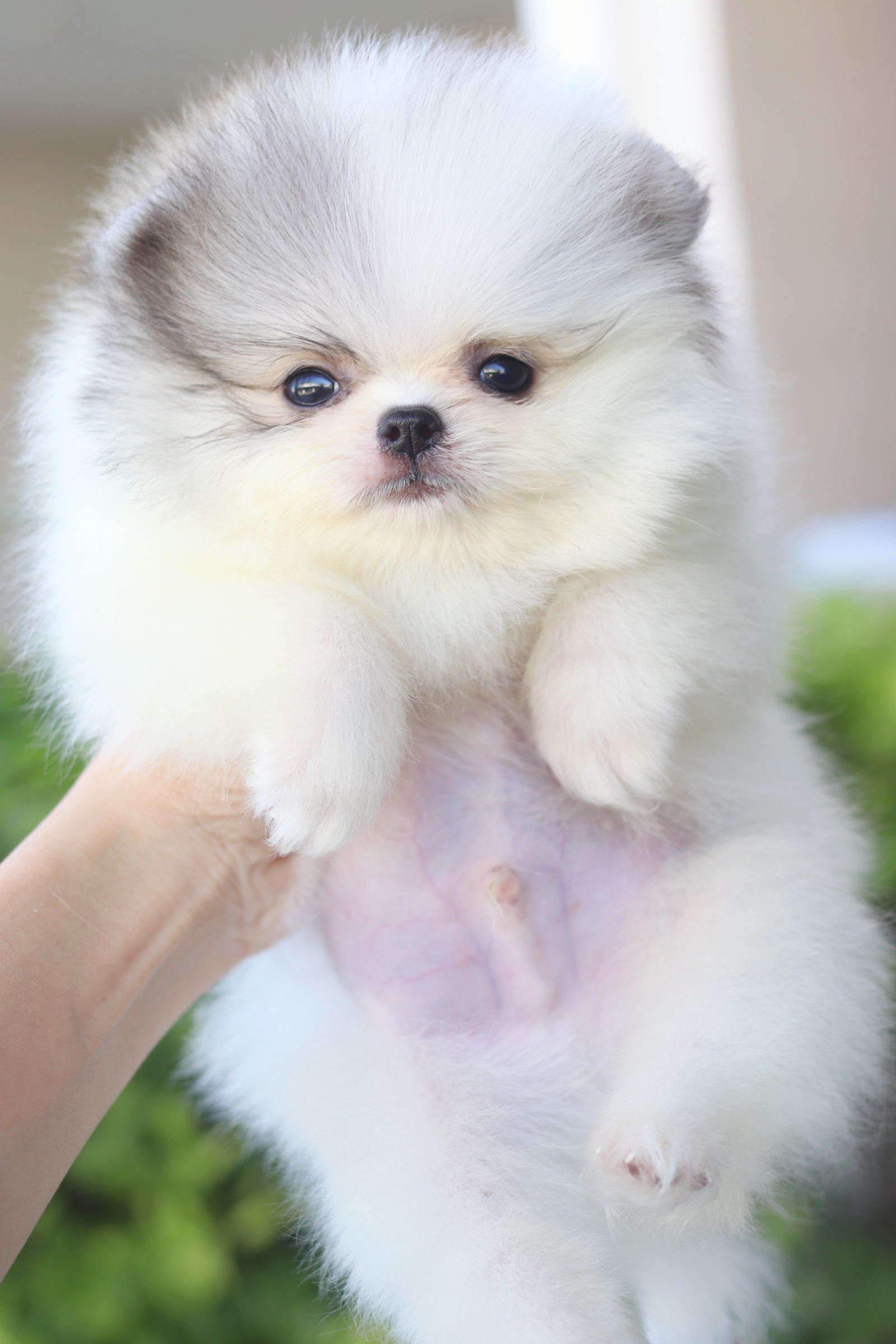 ปอมเมอเรเนียน เพศผู้สีแฟนซีเมอร์เร่