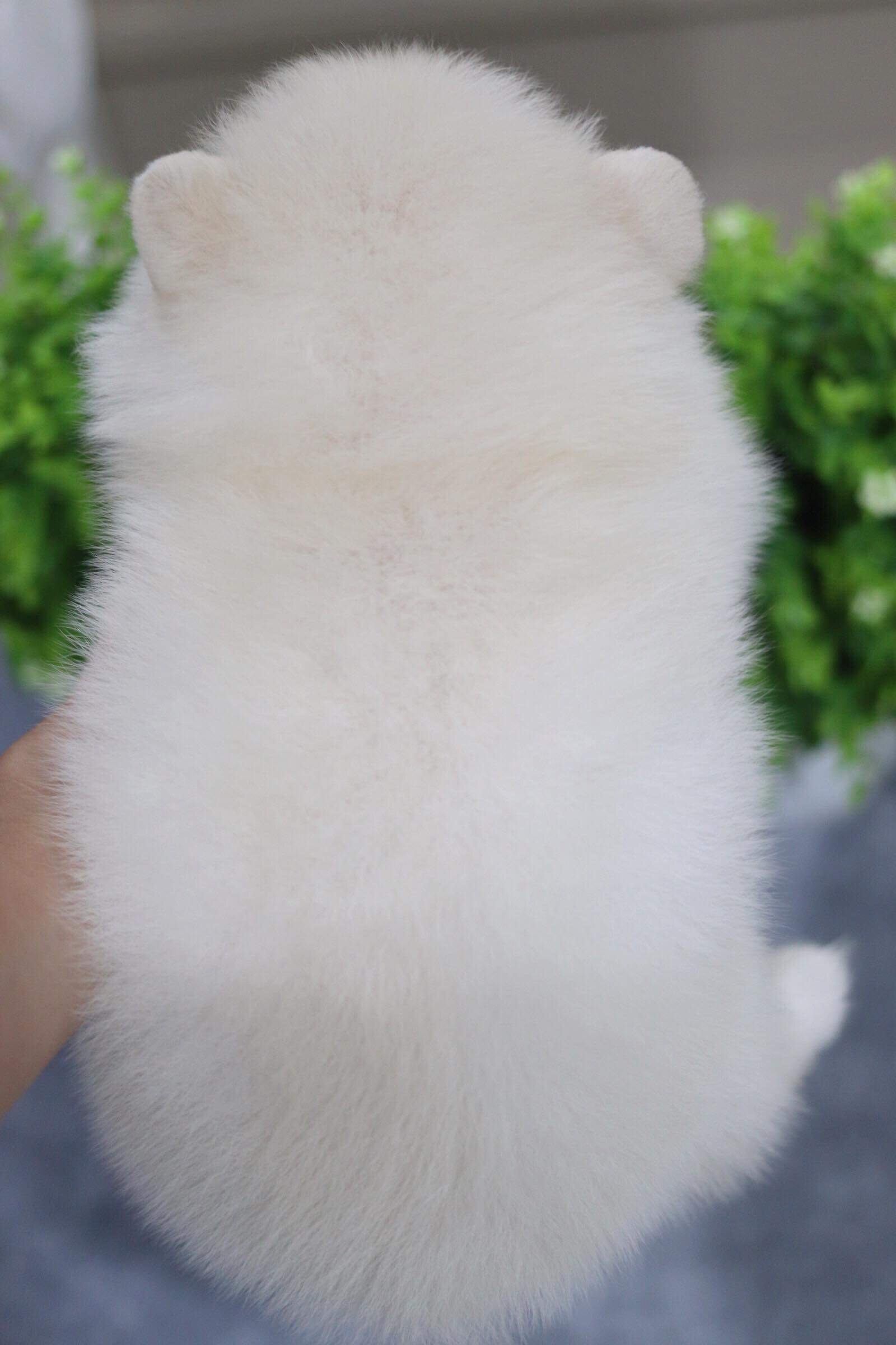 ปอมเมอเรเนียน เพศผู้