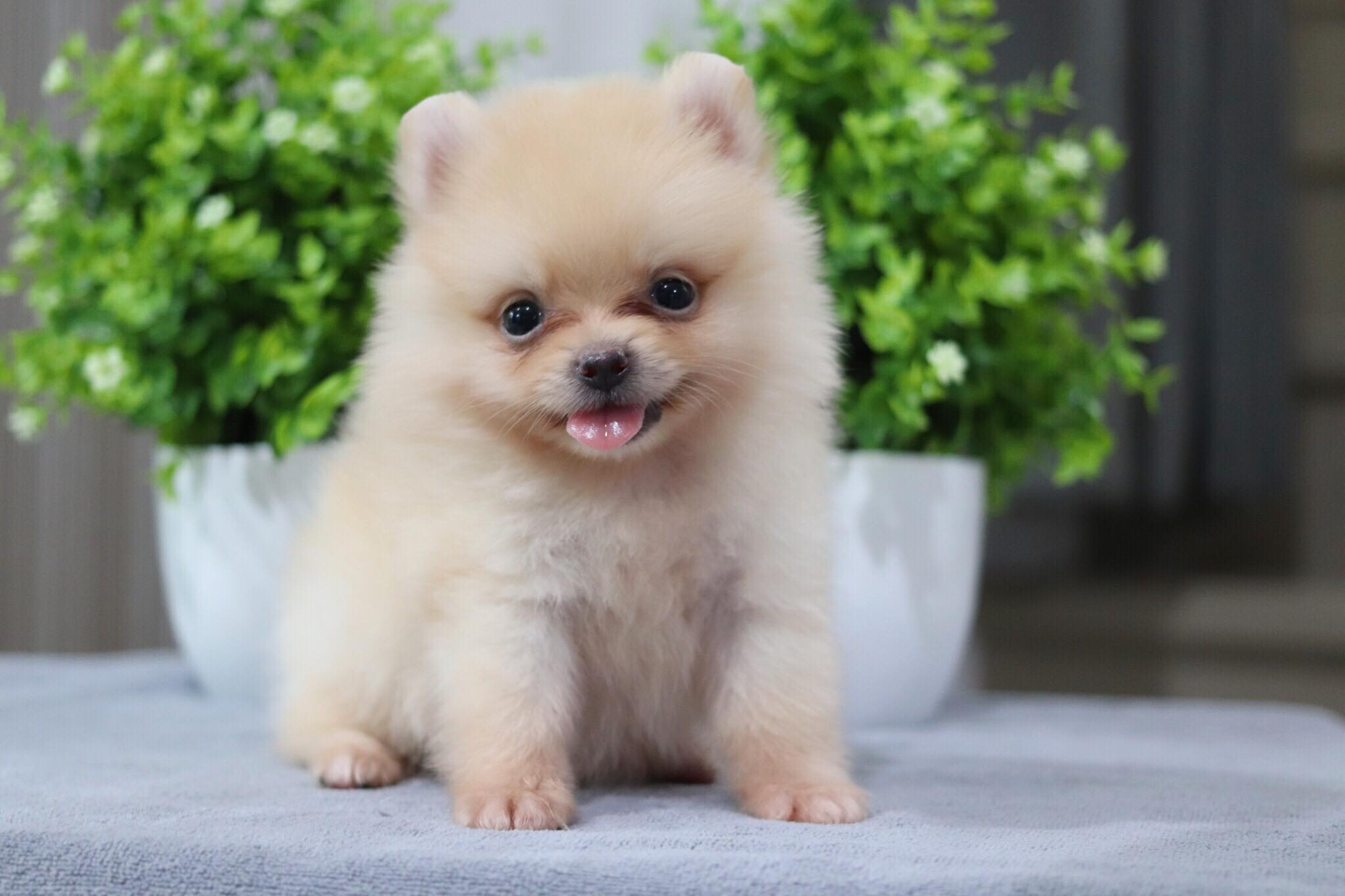 ปอมเมอเรเนียน เพศเมีย