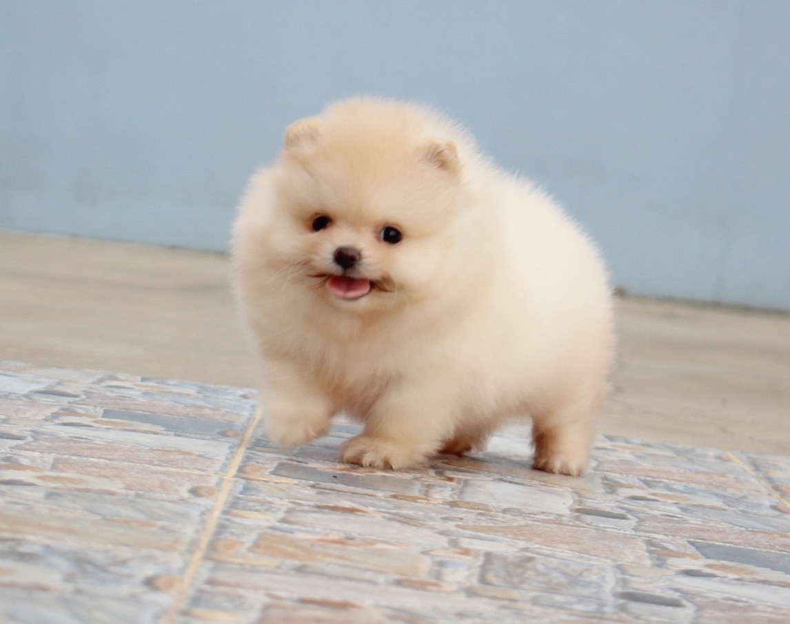 ปอมเมอเรเนียน เพศเมีย สีครีม เกรดโชว์