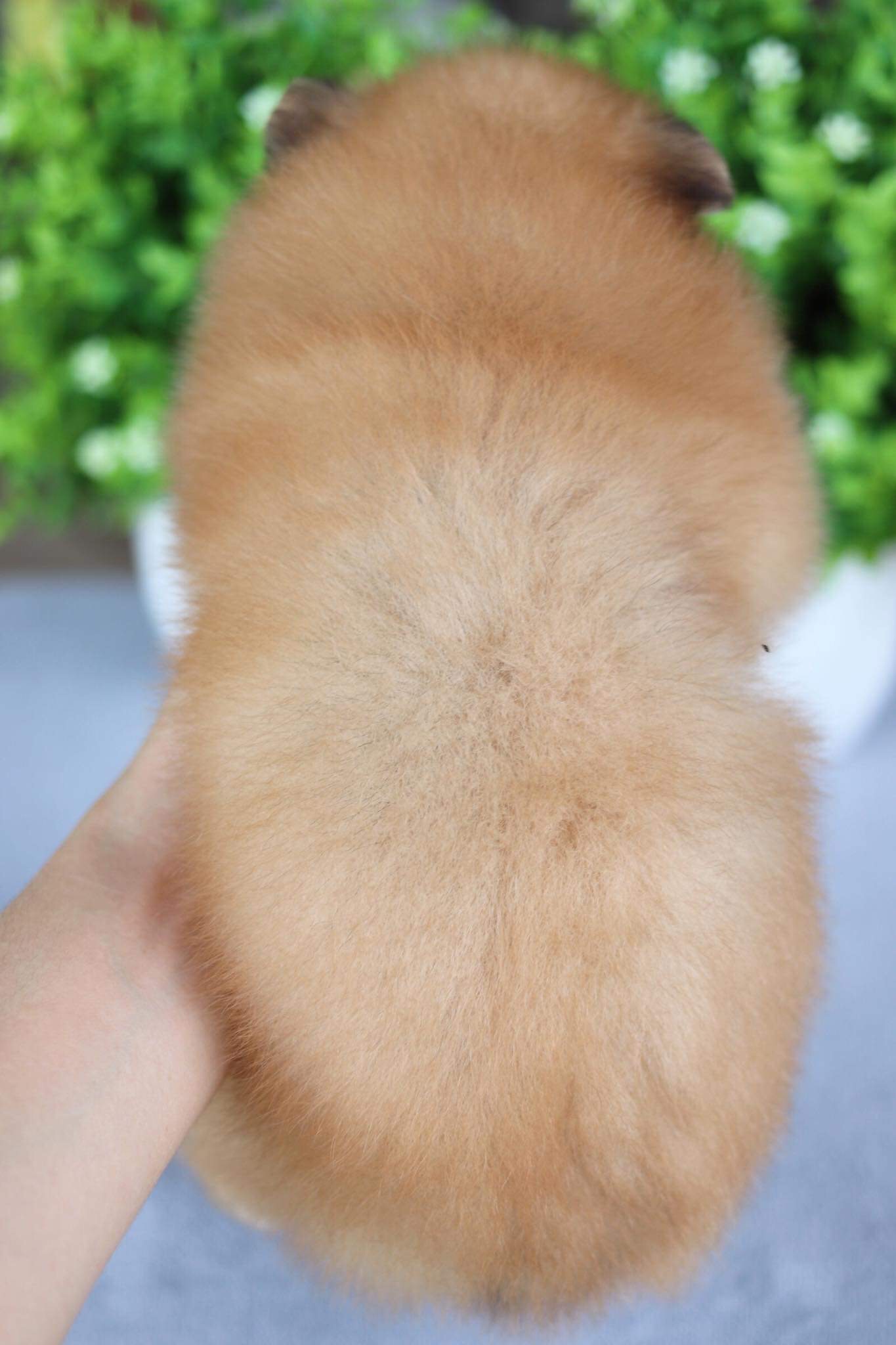 ปอมเมอเรเนียน เพศเมีย