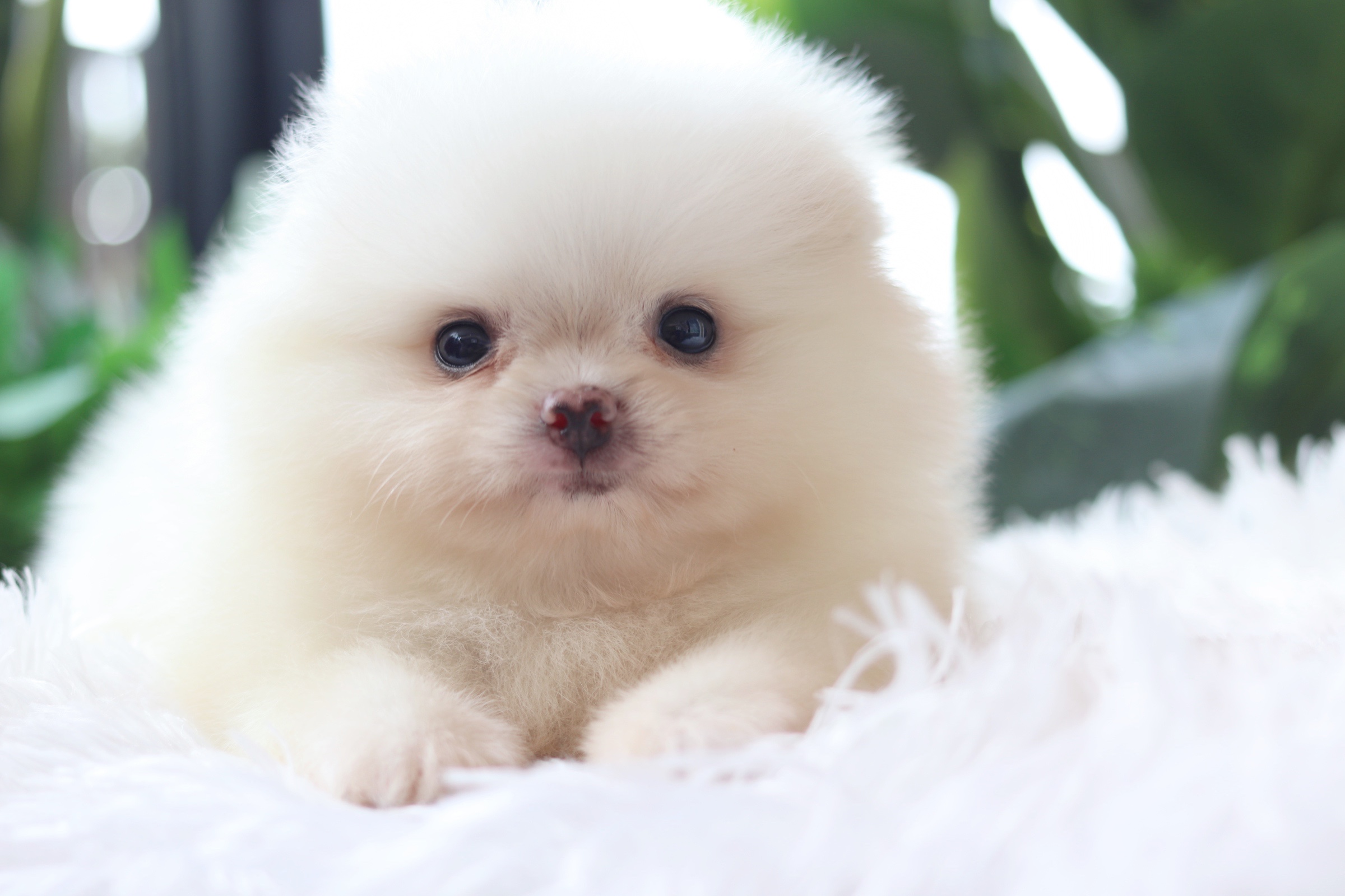 ปอมเมอเรเนียน เพศผู้ สีขาวครีม