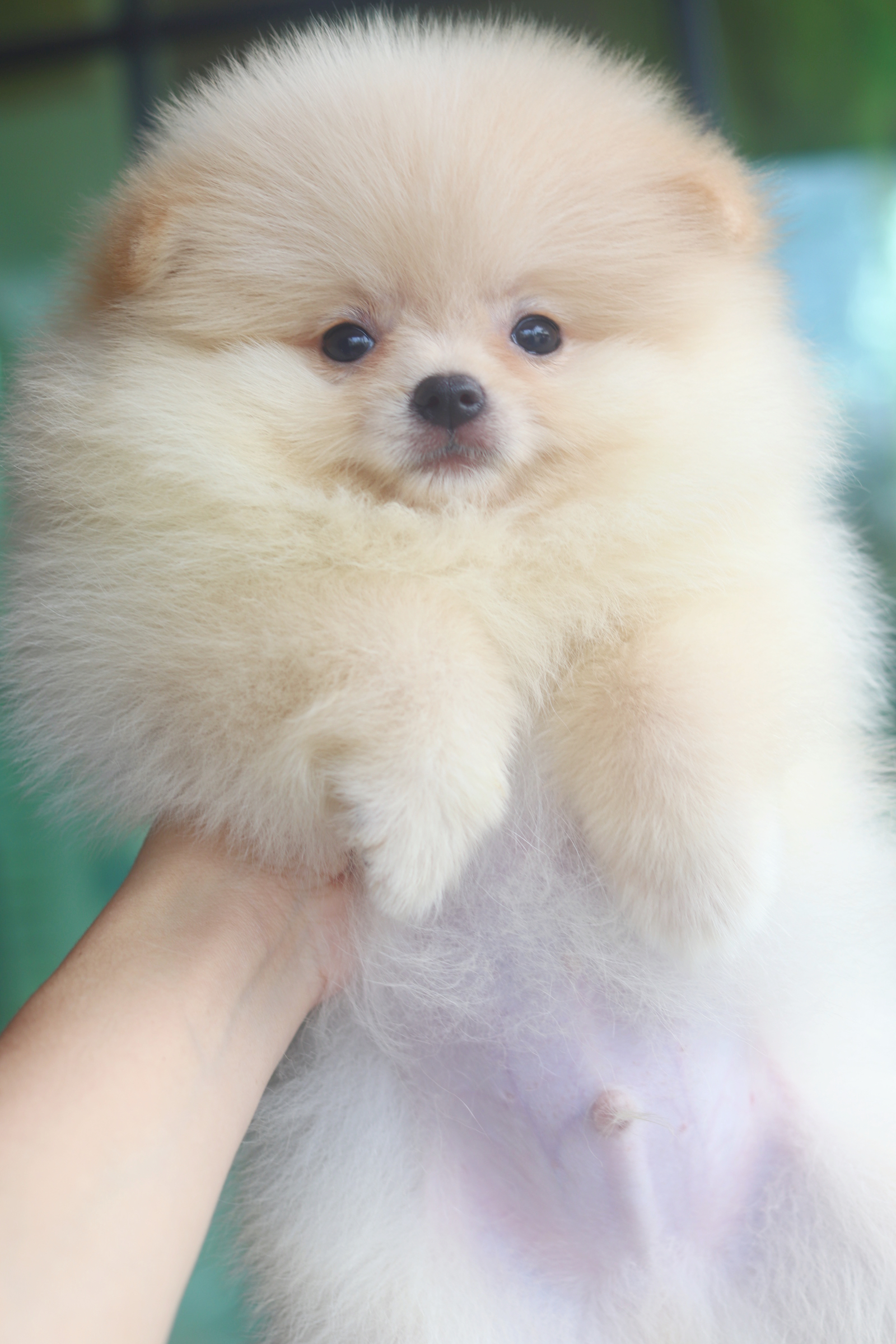 ปอมเมอเรเนียน เพศผู้สีครีม