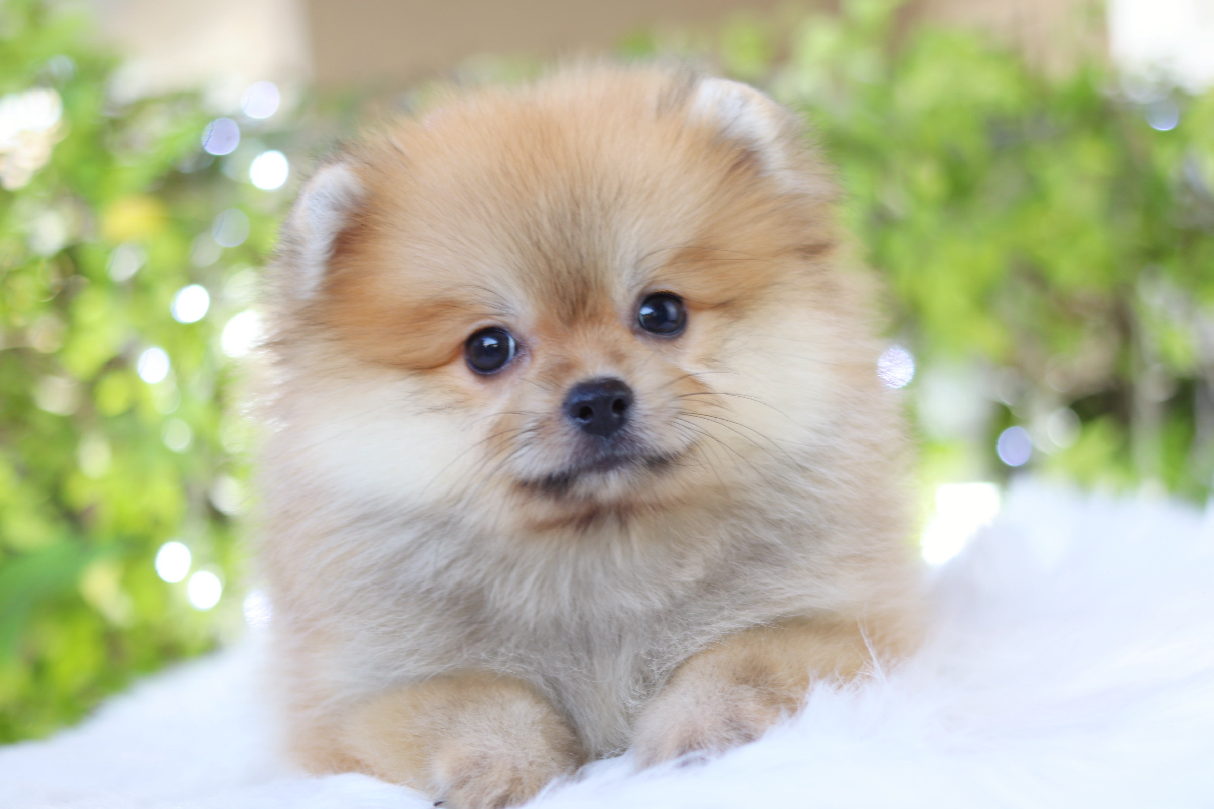 ปอมเมอเรเนียน เพศเมียสีส้ม