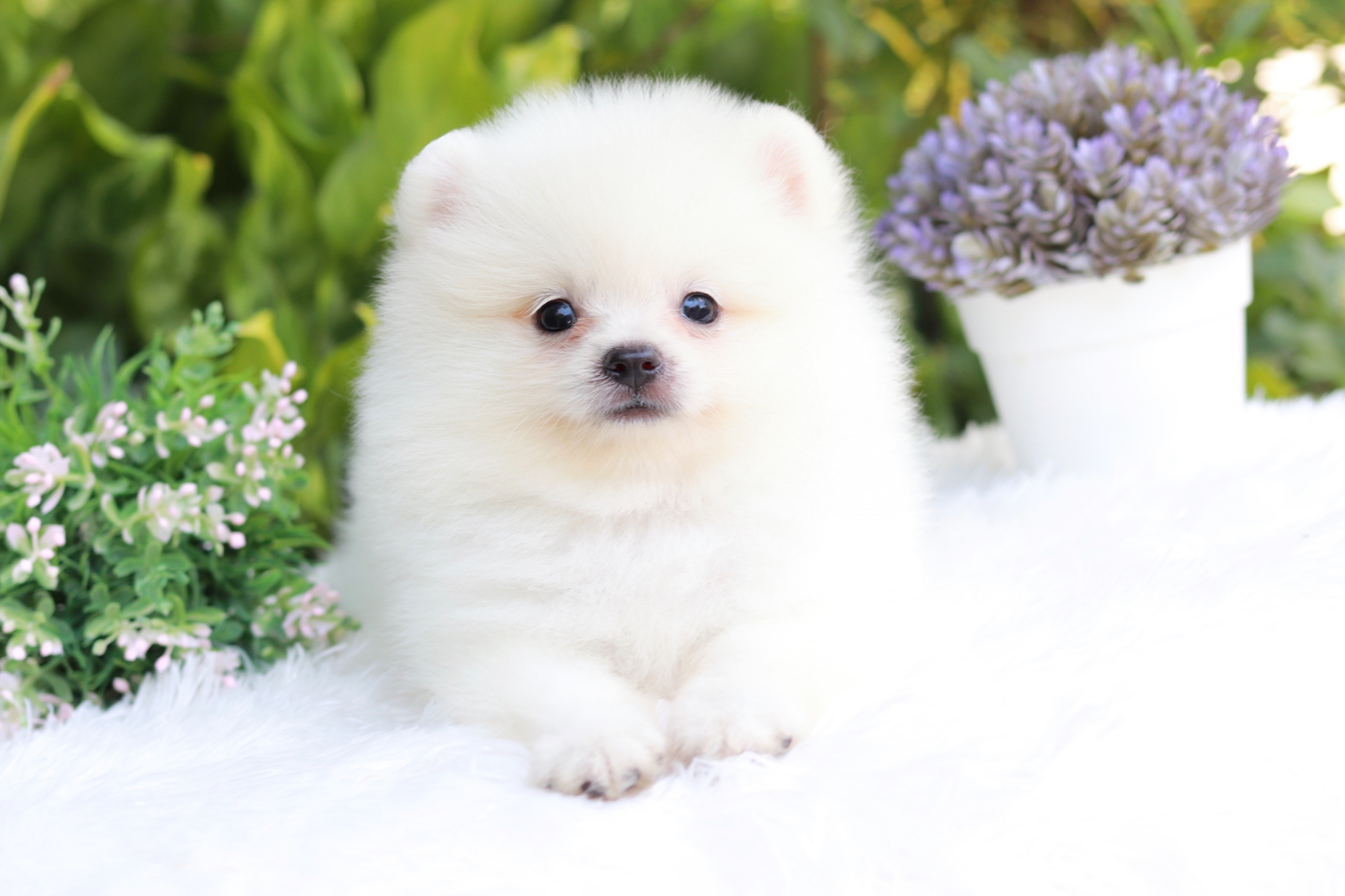 ปอมเมอเรเนียน เพศผู้ขาวครีม