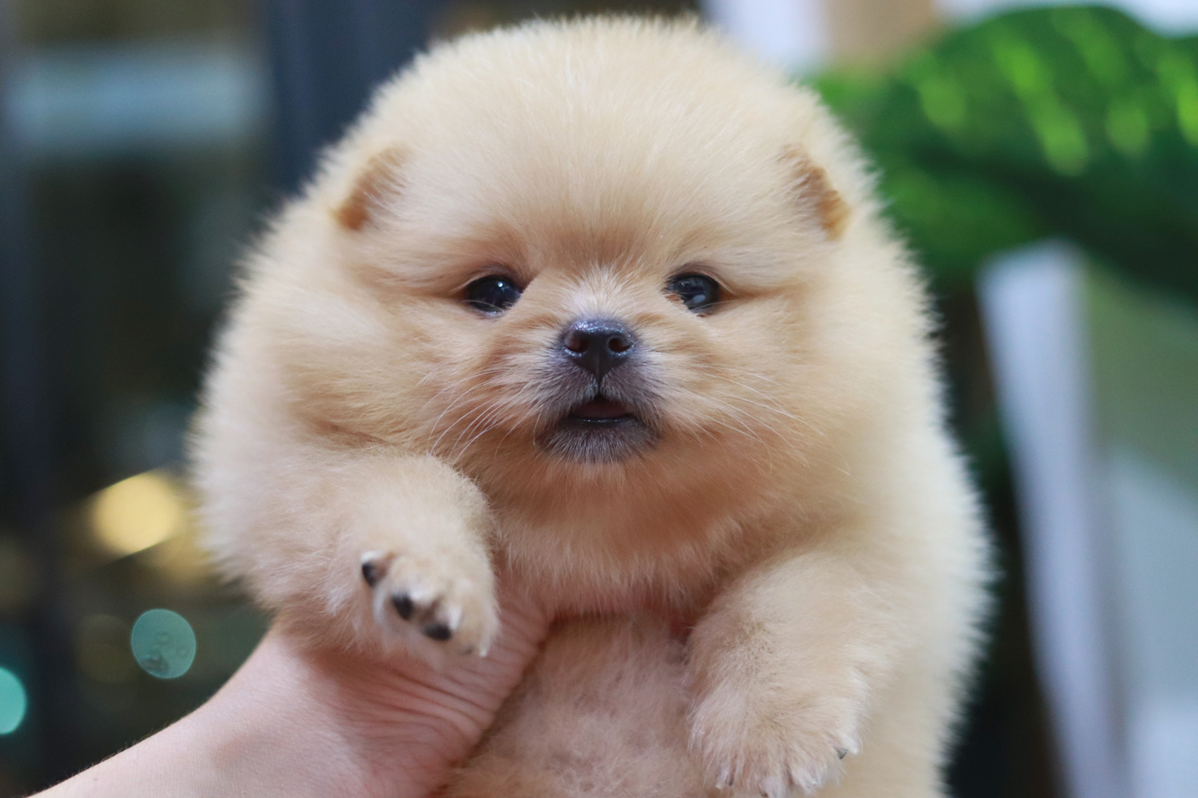 ปอมเมอเรเนียน เพศเมีย สีครีม