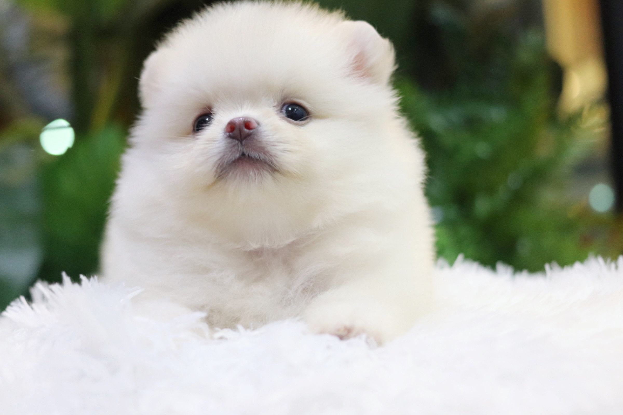 ปอมเมอเรเนียน เพศเมียขาวครีม