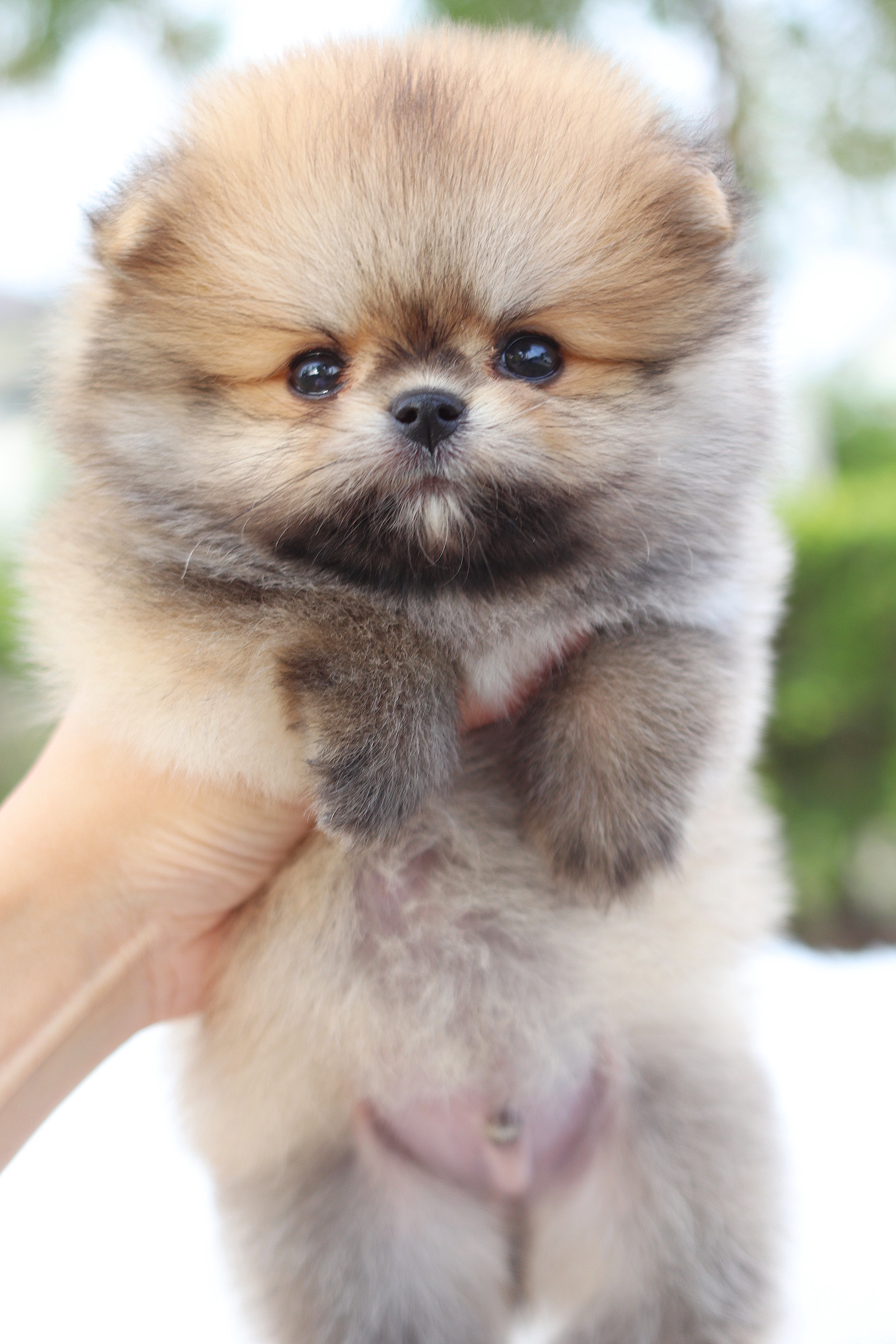 ปอมเมอเรเนียน เพศผู้ สีส้ม เกรดโชว์