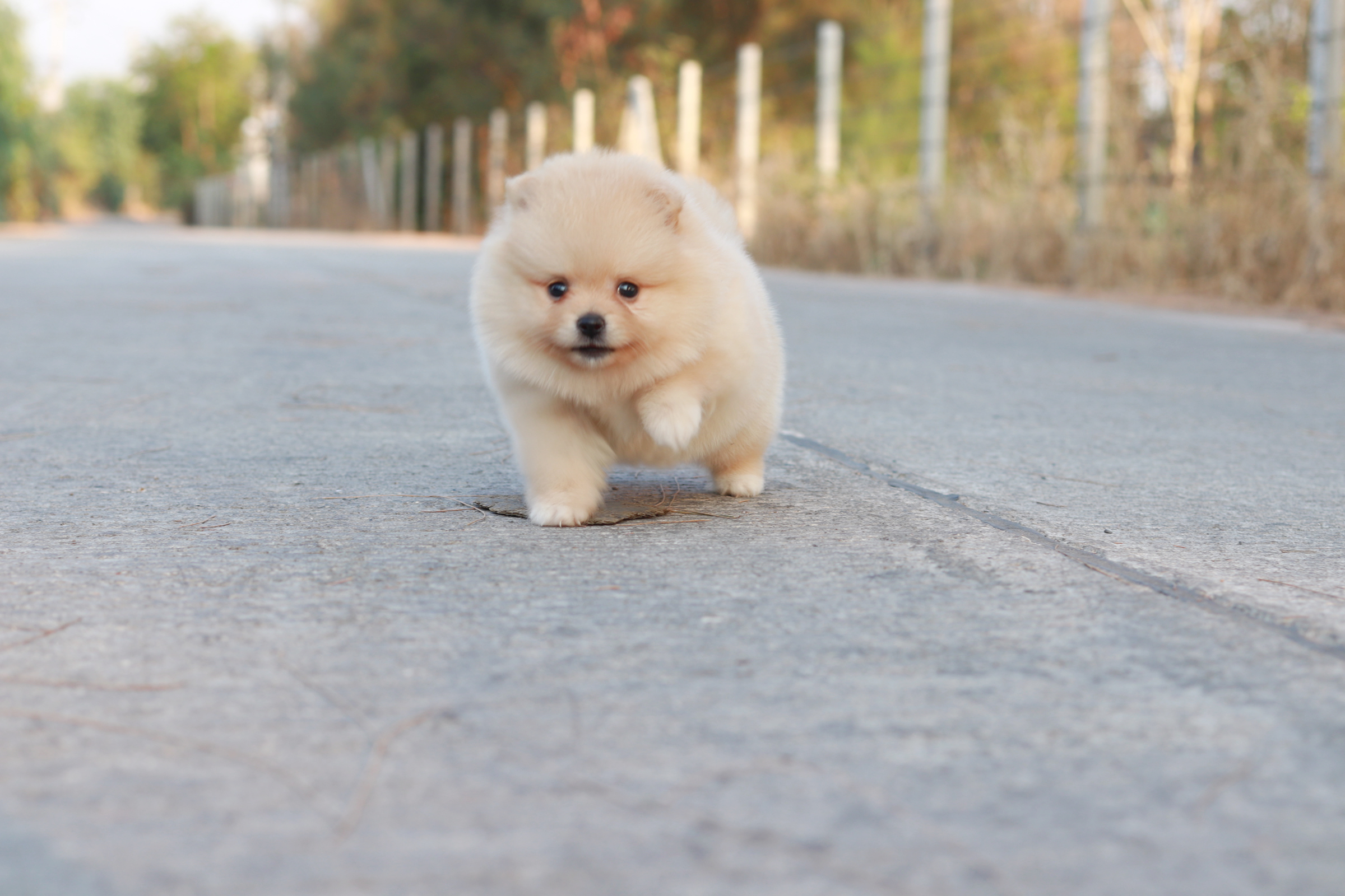 ปอมเมอเรเนียน เพศเมีย