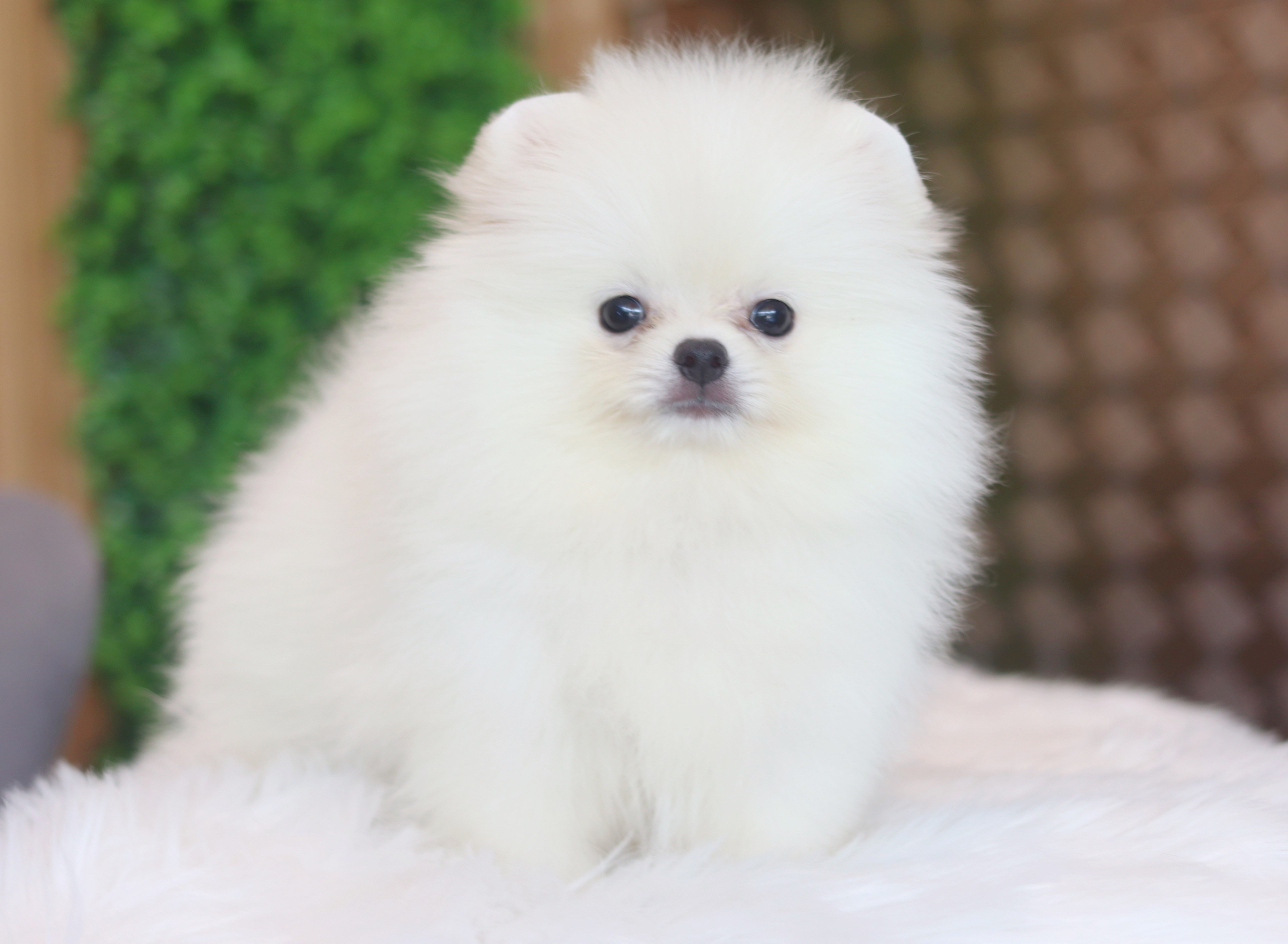 ปอมเมอเรเนียน เพศผู้สีขาวครีม เกรดโชว์