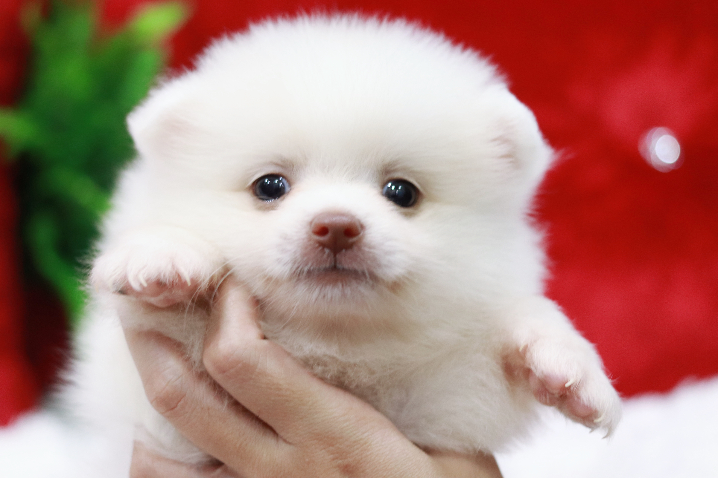 ปอมเมอเรเนียน เพศผู้ สีขาวหน้าฟ็อก