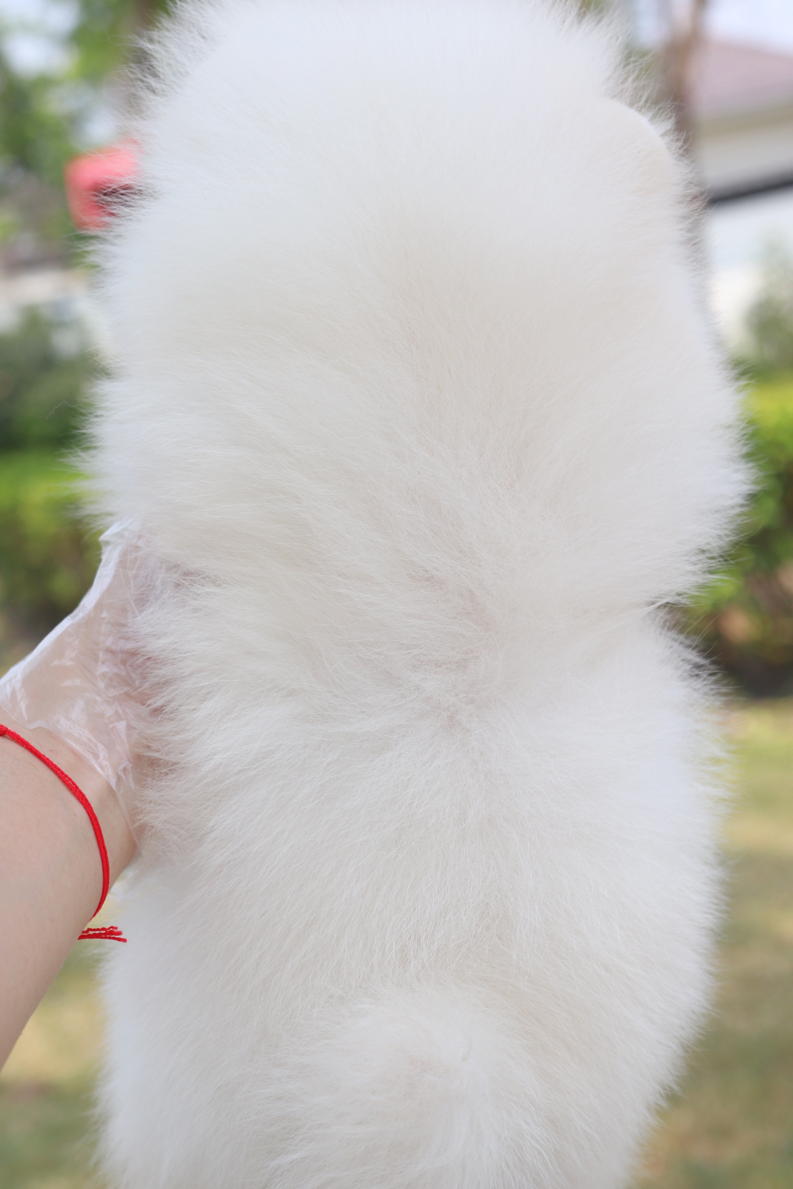 ปอมเมอเรเนียน เพศผู้สีขาวครีมเกรดโชว์