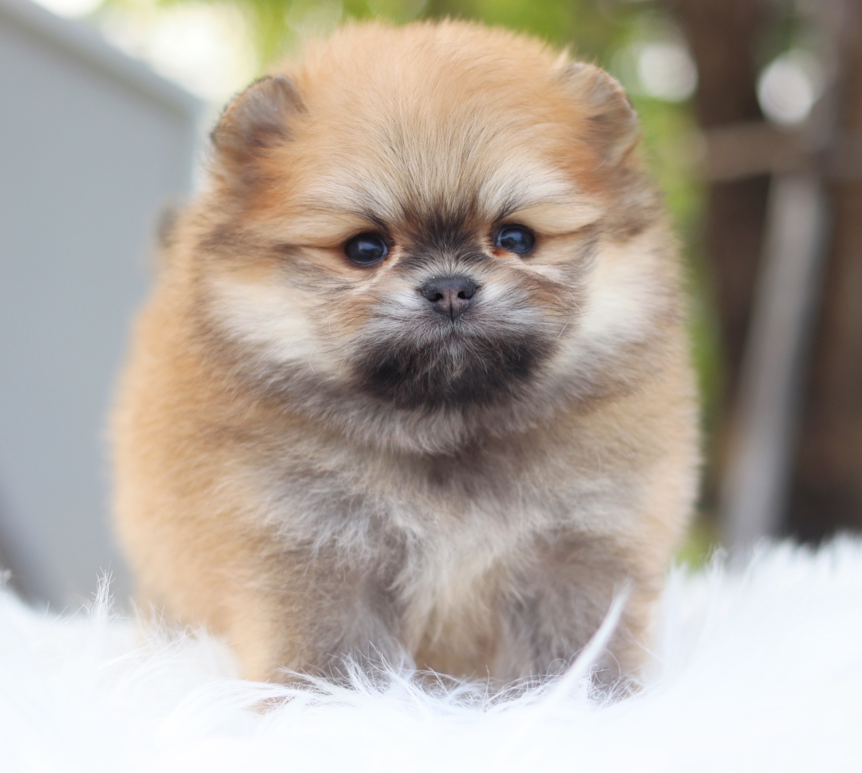 ปอมเมอเรเนียน เพศผู้ สีส้ม เกรดโชว์