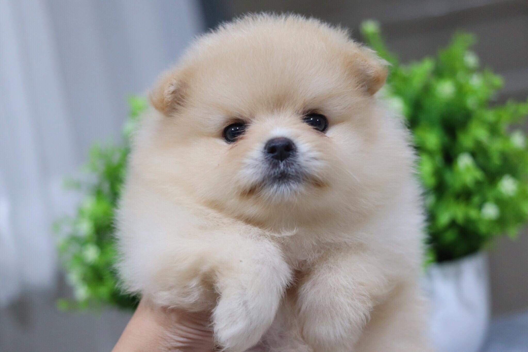 ปอมเมอเรเนียน เพศเมีย