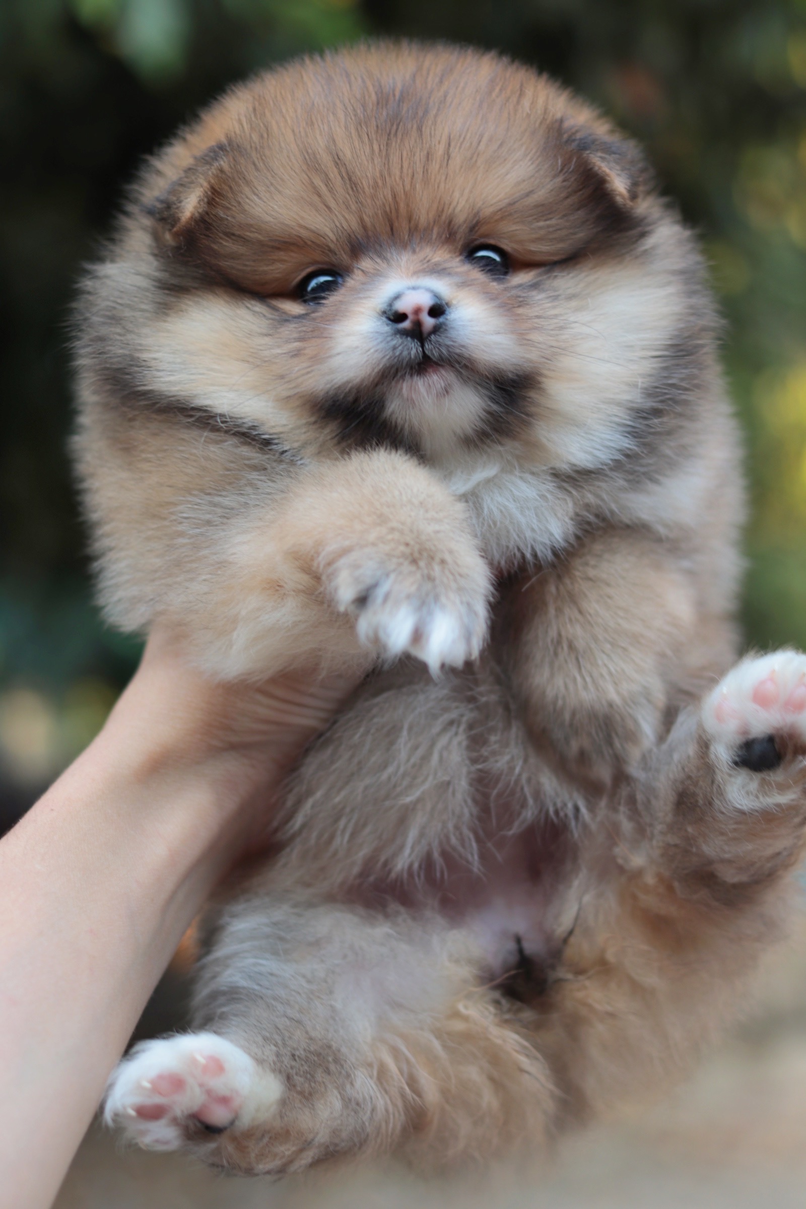 ปอมเมอเรเนียน เพศเมียสีส้ม หน้าฟ็อก