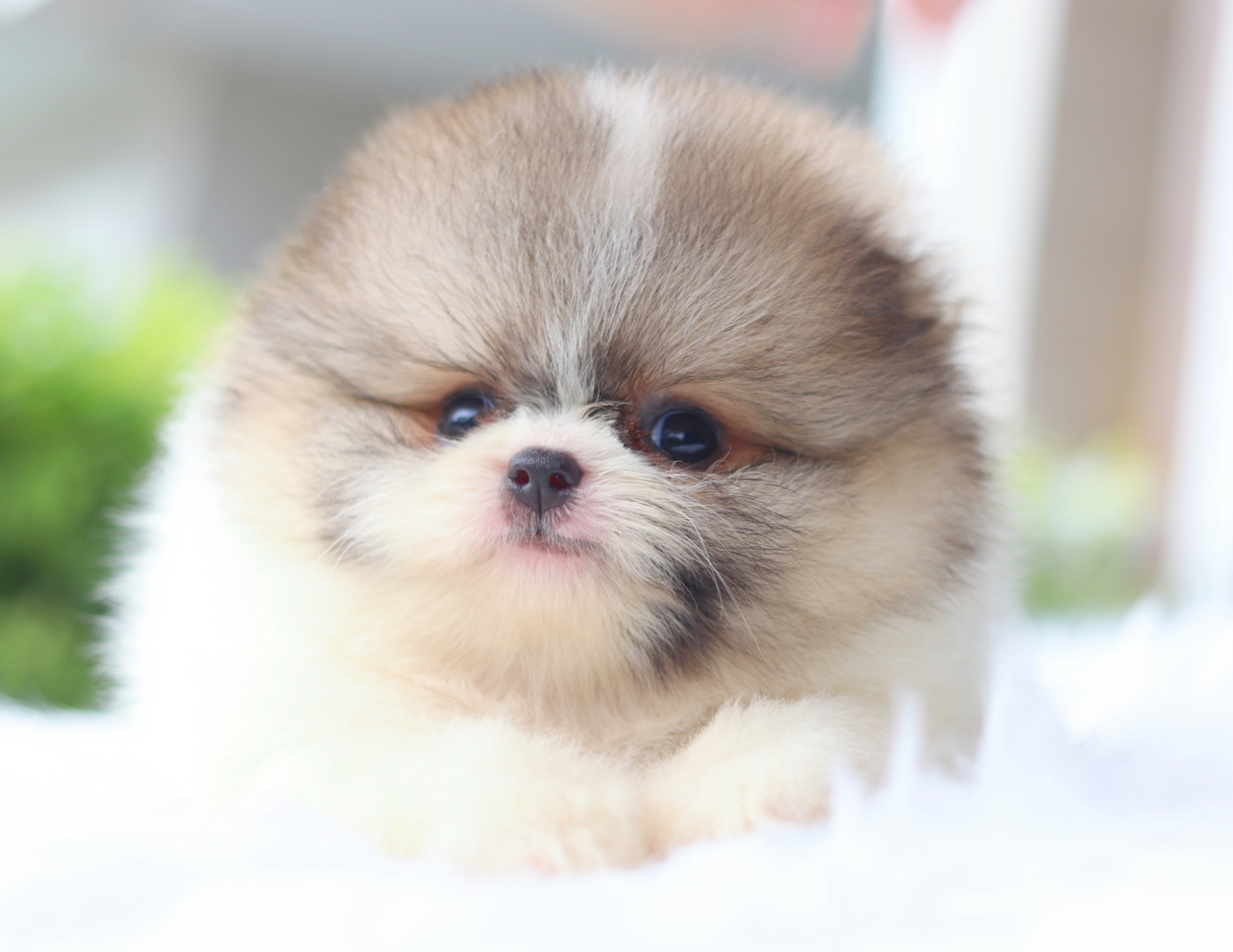 ปอมเมอเรเนียน เพศเมียสีแฟนซี