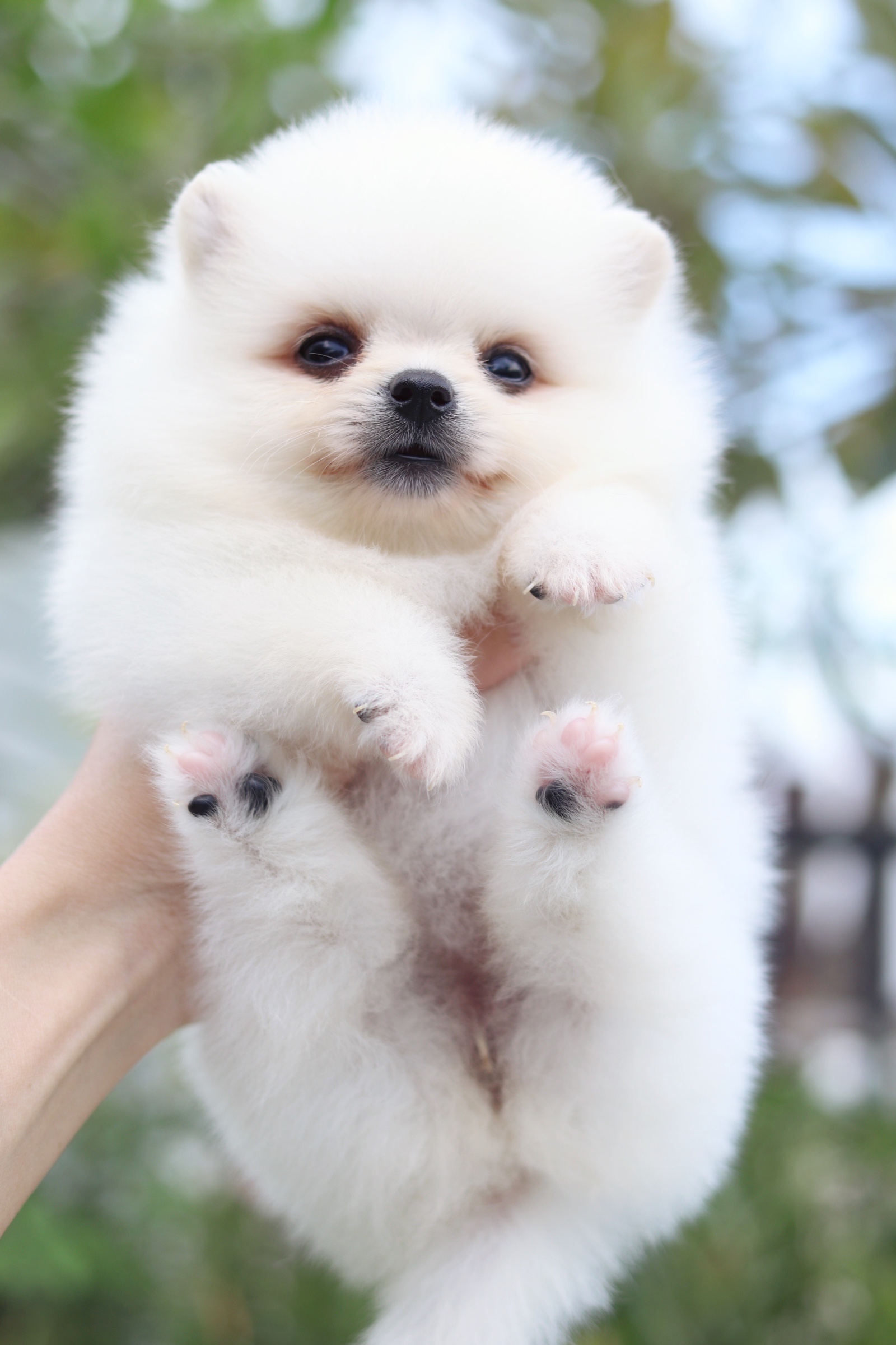 ปอมเมอเรเนียน เพศเมียสีขาวครีม ไซส์เล็ก