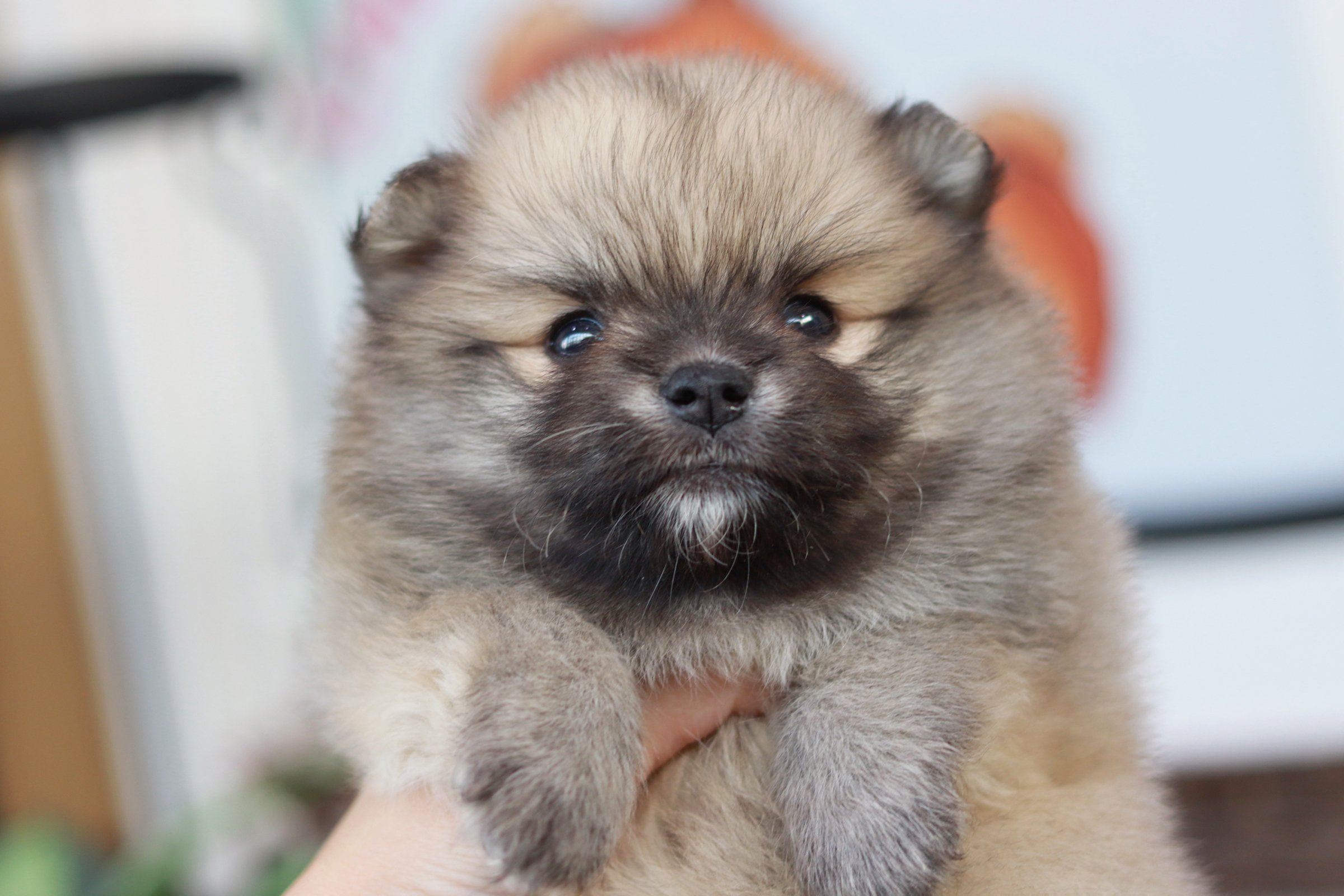 ปอมเมอเรเนียน เพศผู้