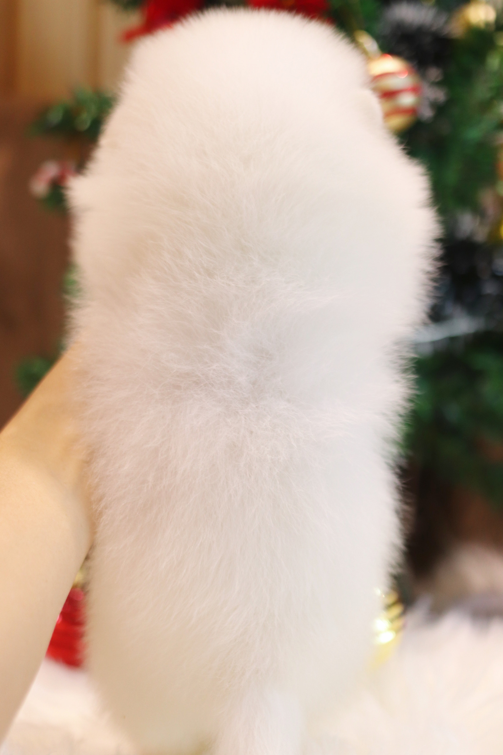 ปอมเมอเรเนียน เพศผู้สีขาวครีม เกรดโชว์