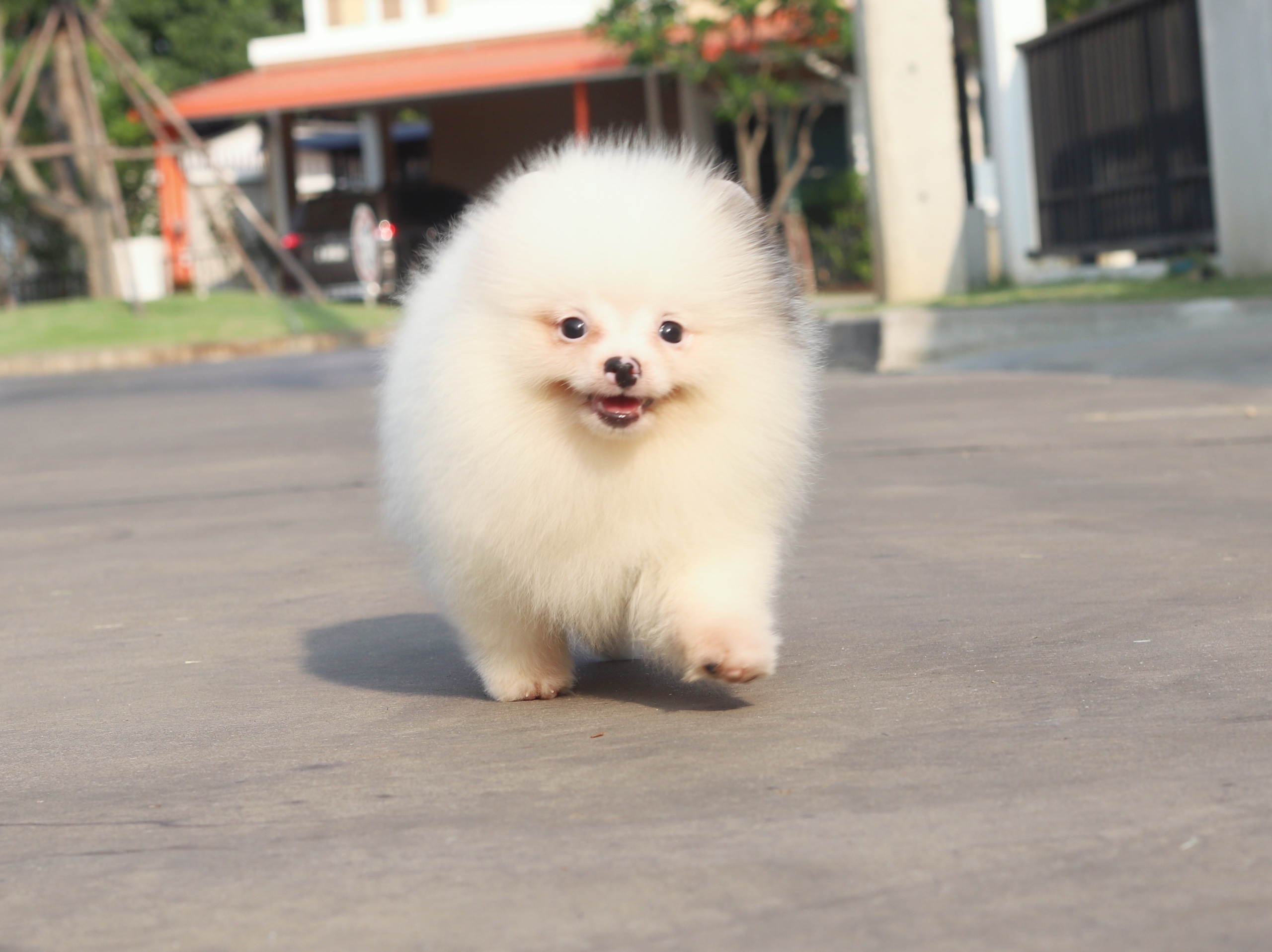 ปอมเมอเรเนียน เพศผู้สีแฟนซี