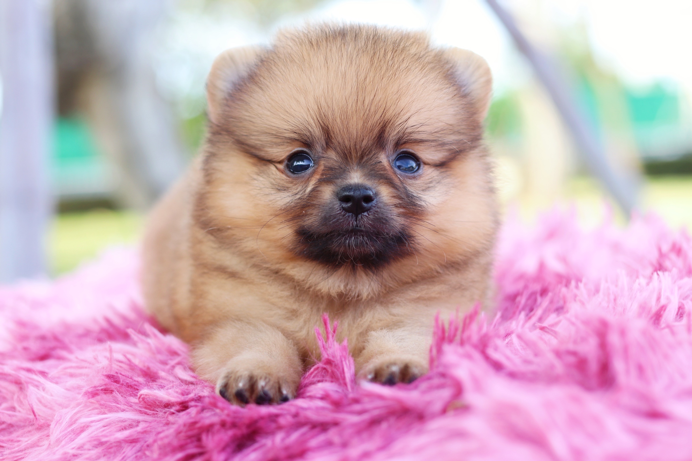 ปอมเมอเรเนียน เพศผู้ สีส้ม