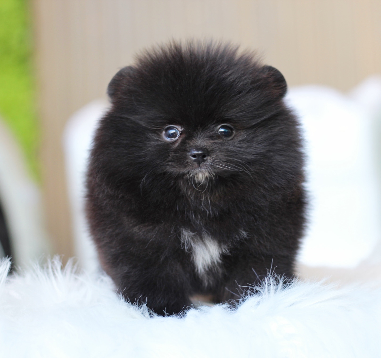 ปอมเมอเรเนียน เพศเมียสีดำ