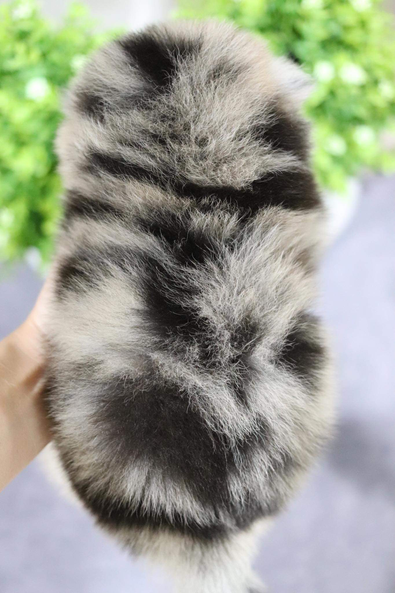 ปอมเมอเรเนียน เพศผู้ (Merle)