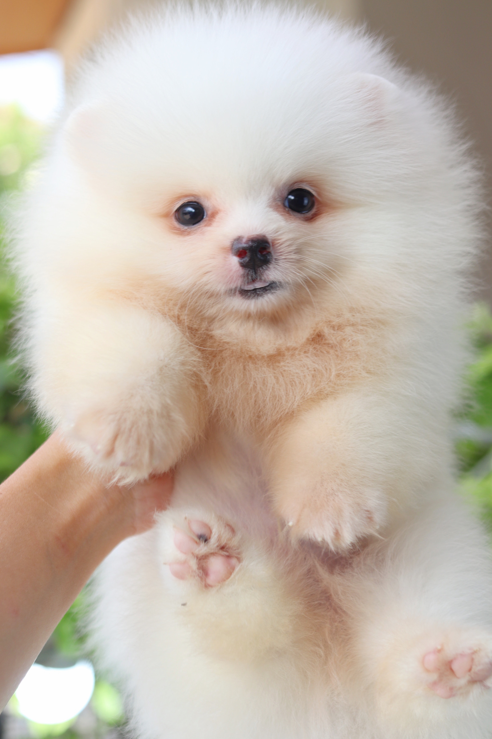 ปอมเมอเรเนียน เพศผู้สีขาวครีม