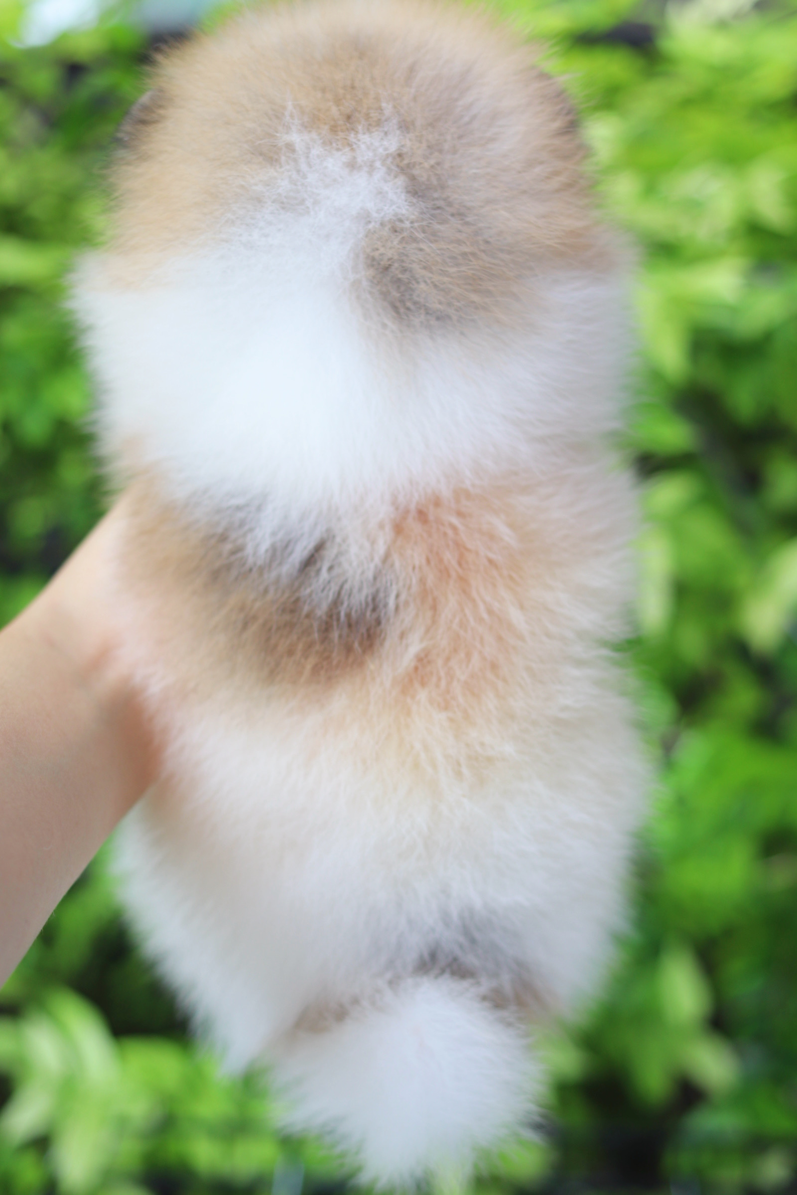 ปอมเมอเรเนียน เพศผู้สีแฟนซี