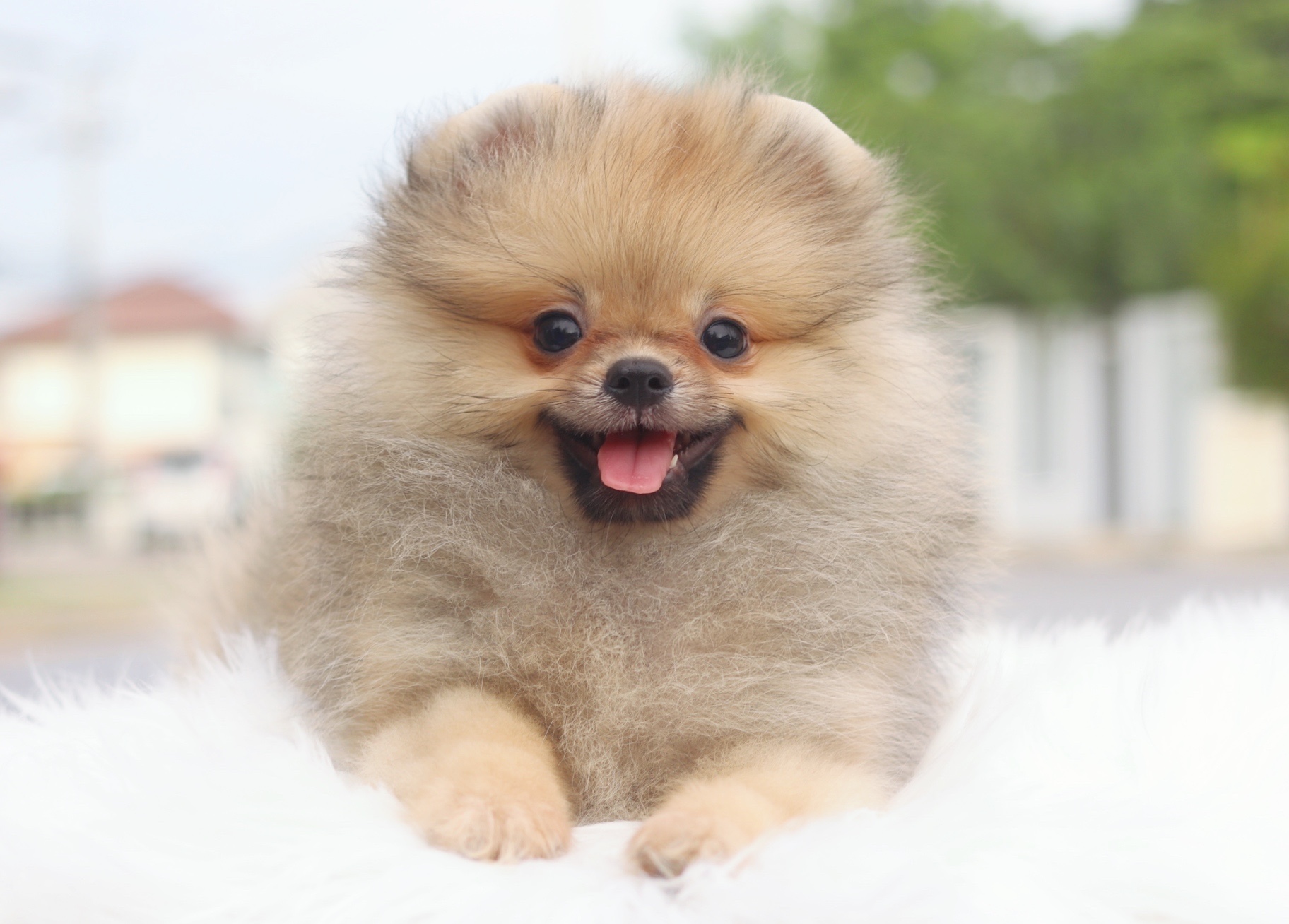 ปอมเมอเรเนียน เพศผู้สีส้ม