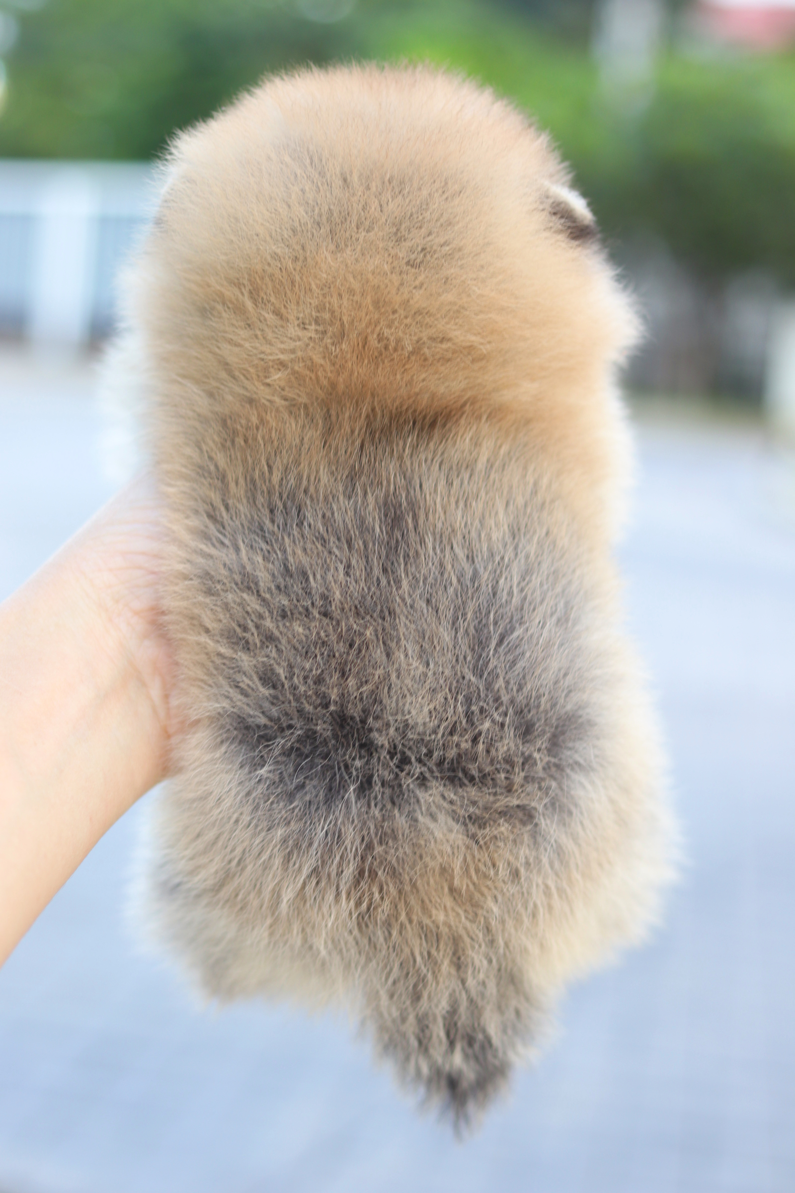 ปอมเมอเรเนียน เพศเมียสีส้มไซส์เล็ก