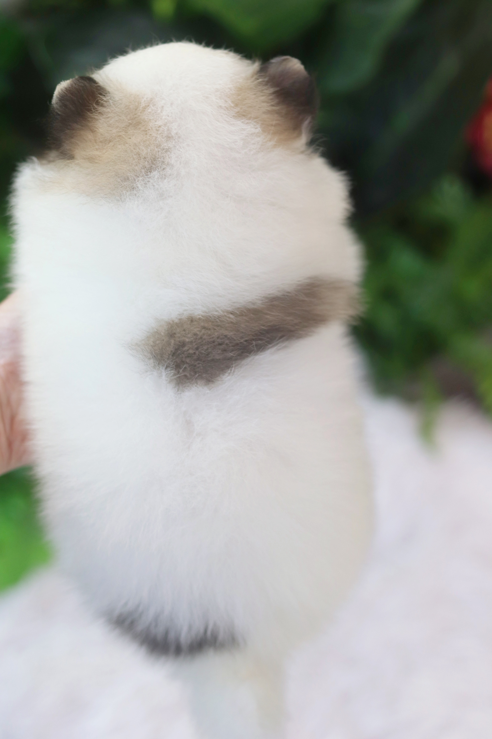 ปอมเมอเรเนียน เพศผู้สีแฟนซี