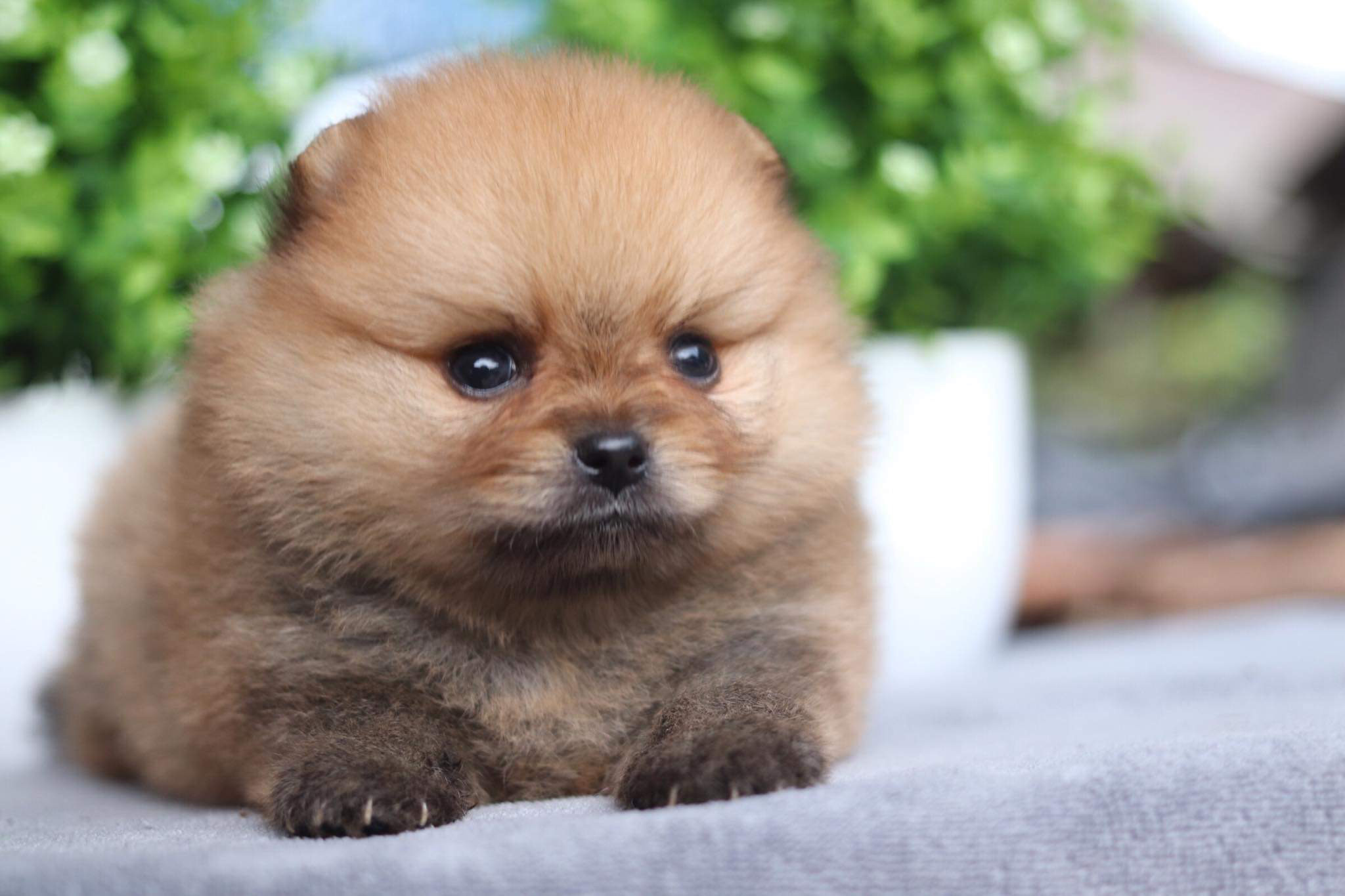 ปอมเมอเรเนียน เพศผู้