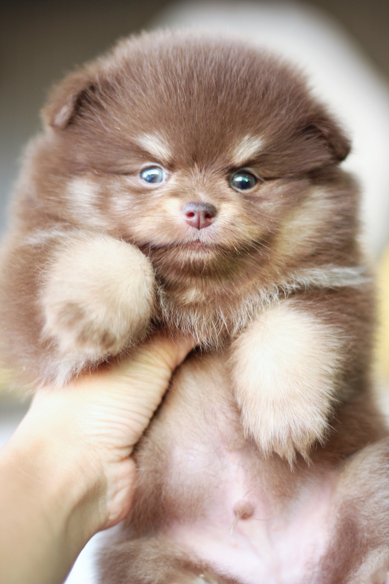 ปอมเมอเรเนียน เพศผู้ สีช็อคแทน