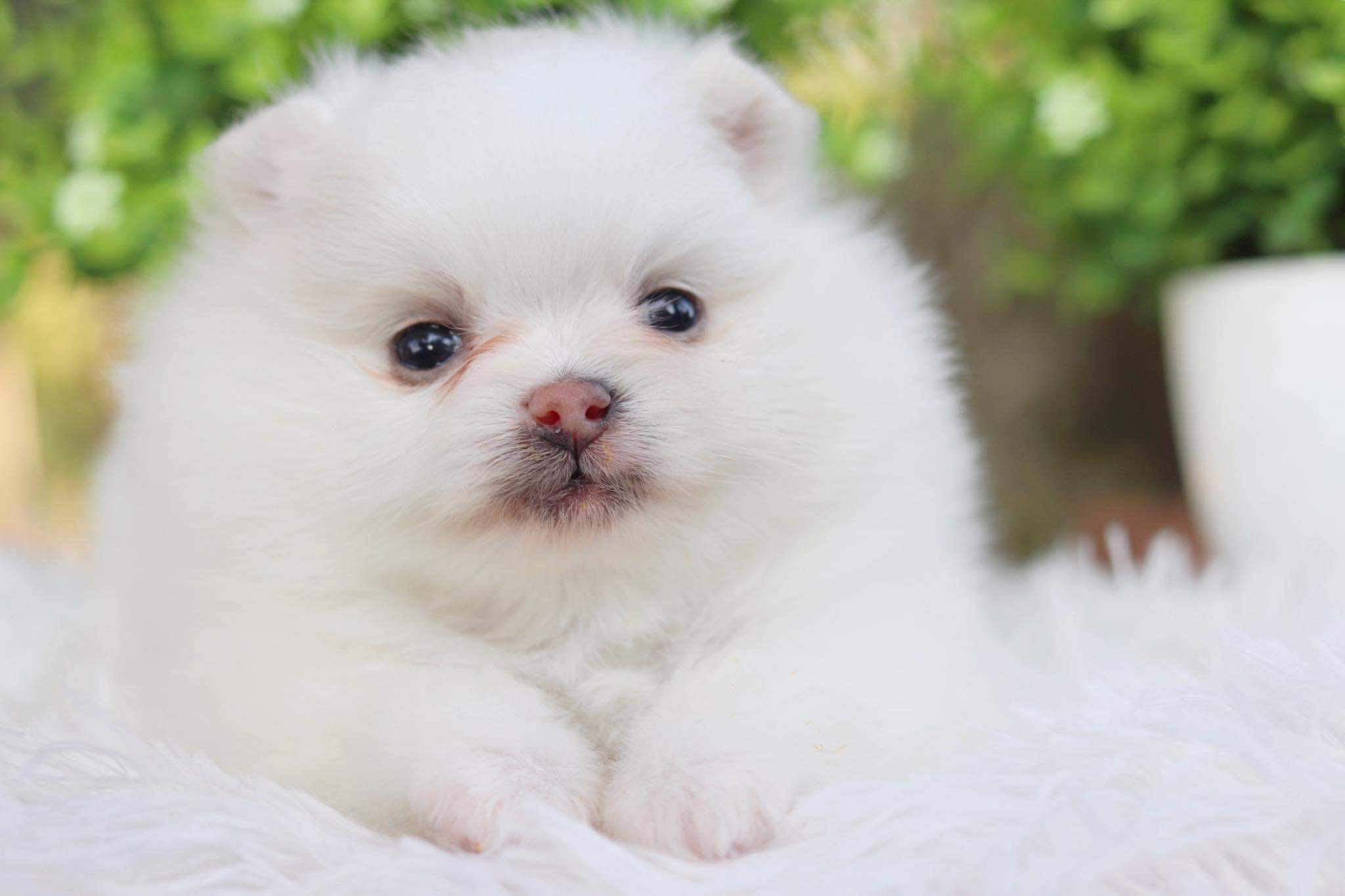 ปอมเมอเรเนียน เพศเมีย