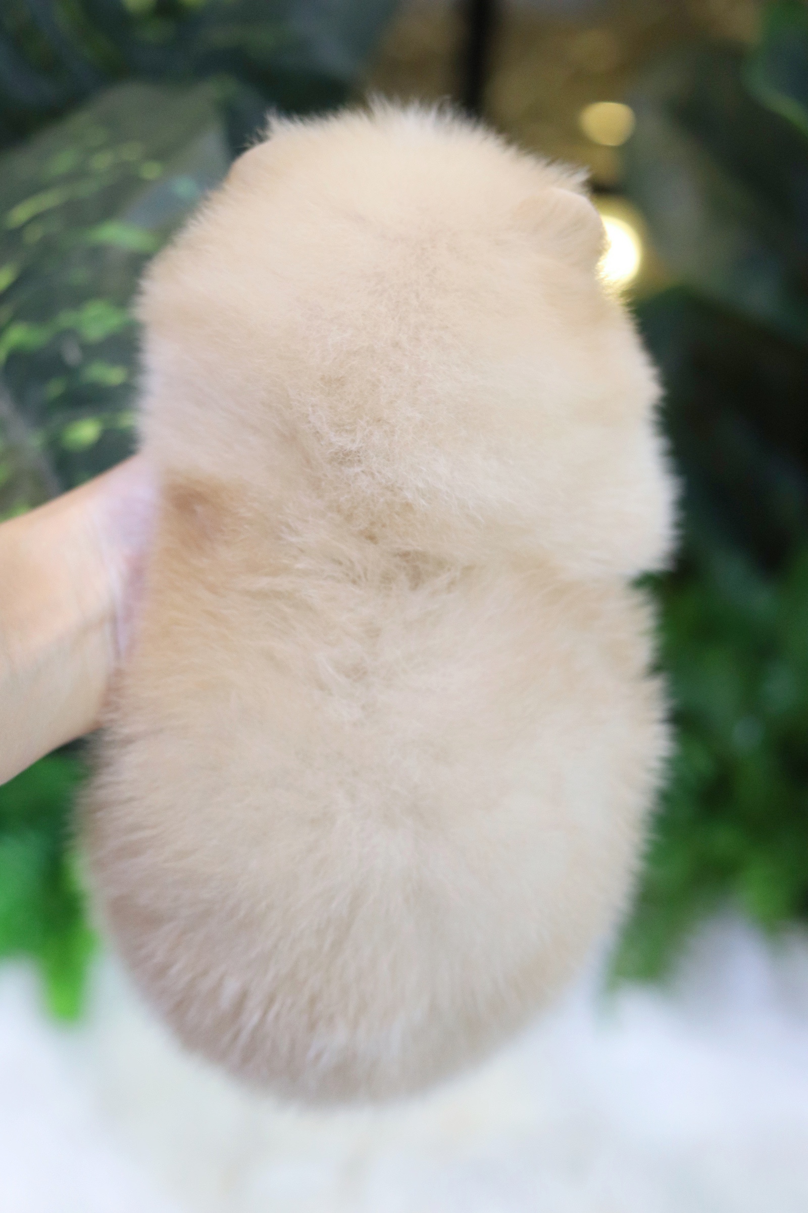 ปอมเมอเรเนียน เพศเมียสีครีม