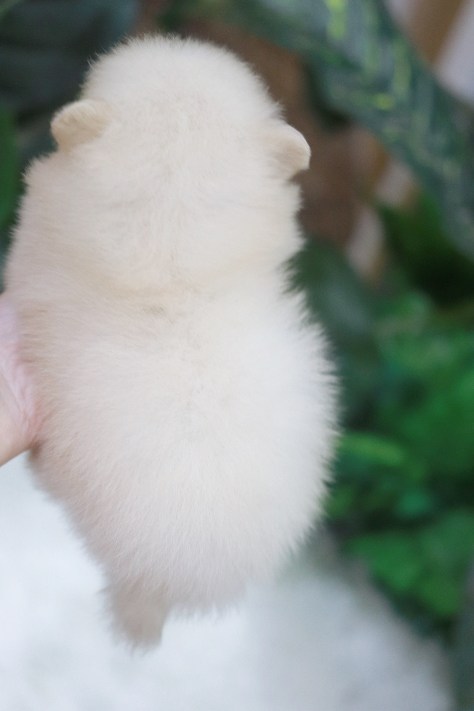 ปอมเมอเรเนียน เพศผู้ ไซส์เล็กขาวครีม