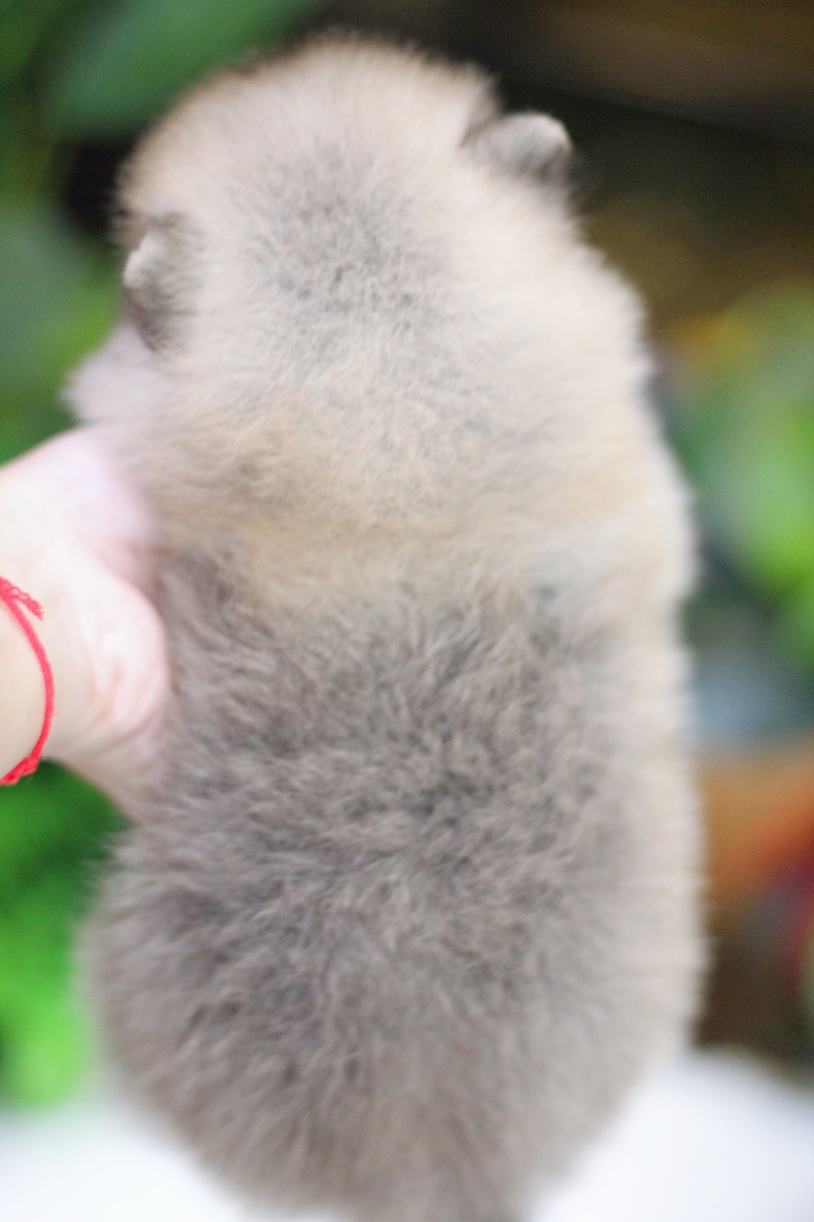 ปอมเมอเรเนียน เพศผู้ สีส้ม