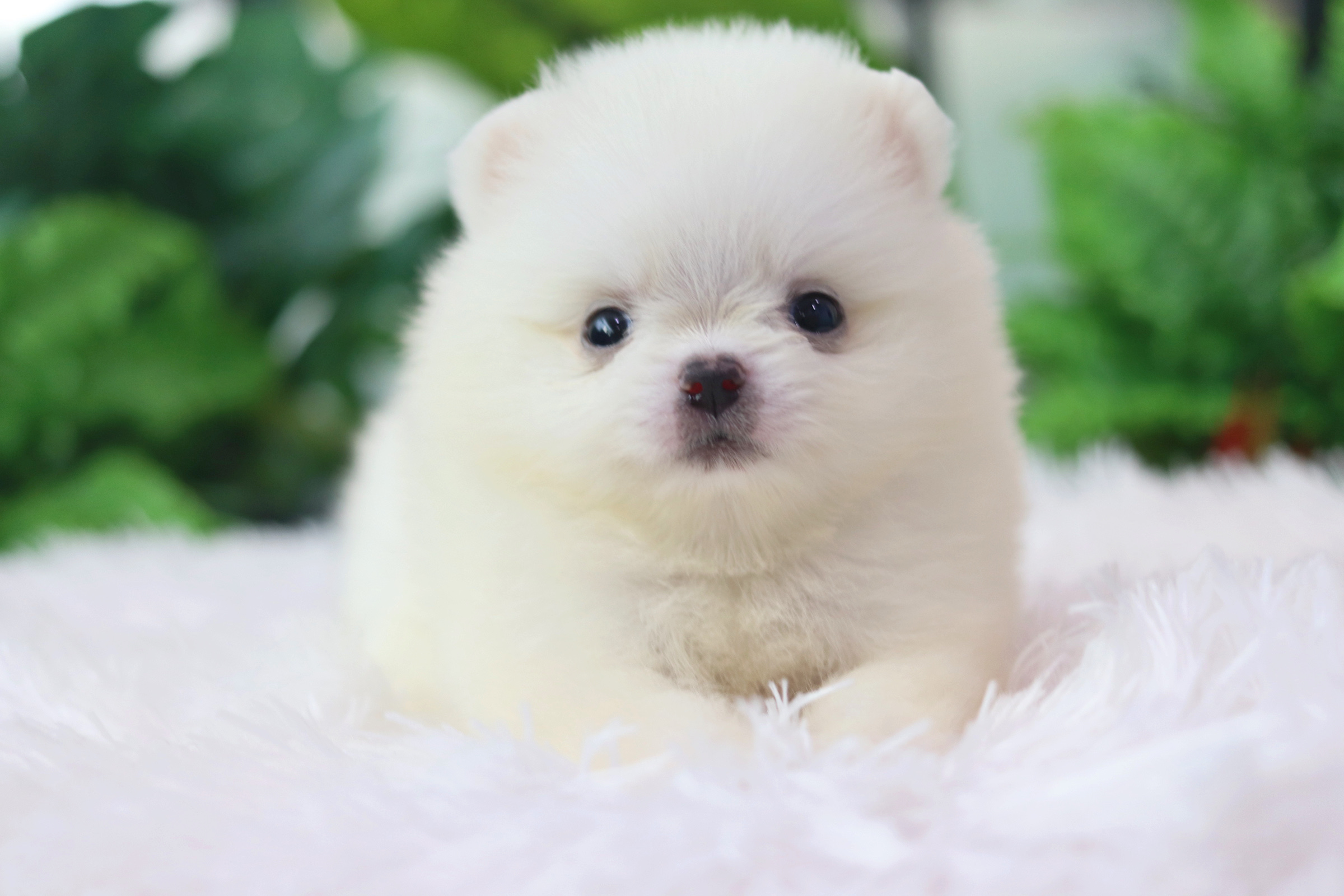 ปอมเมอเรเนียน เพศเมียสีขาว ไซส์เล็ก