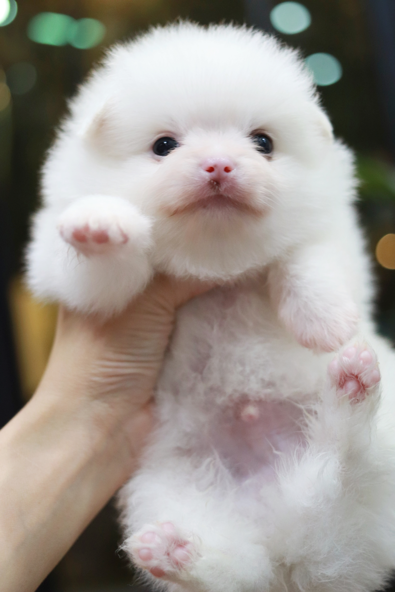 ปอมเมอเรเนียน เพศผู้