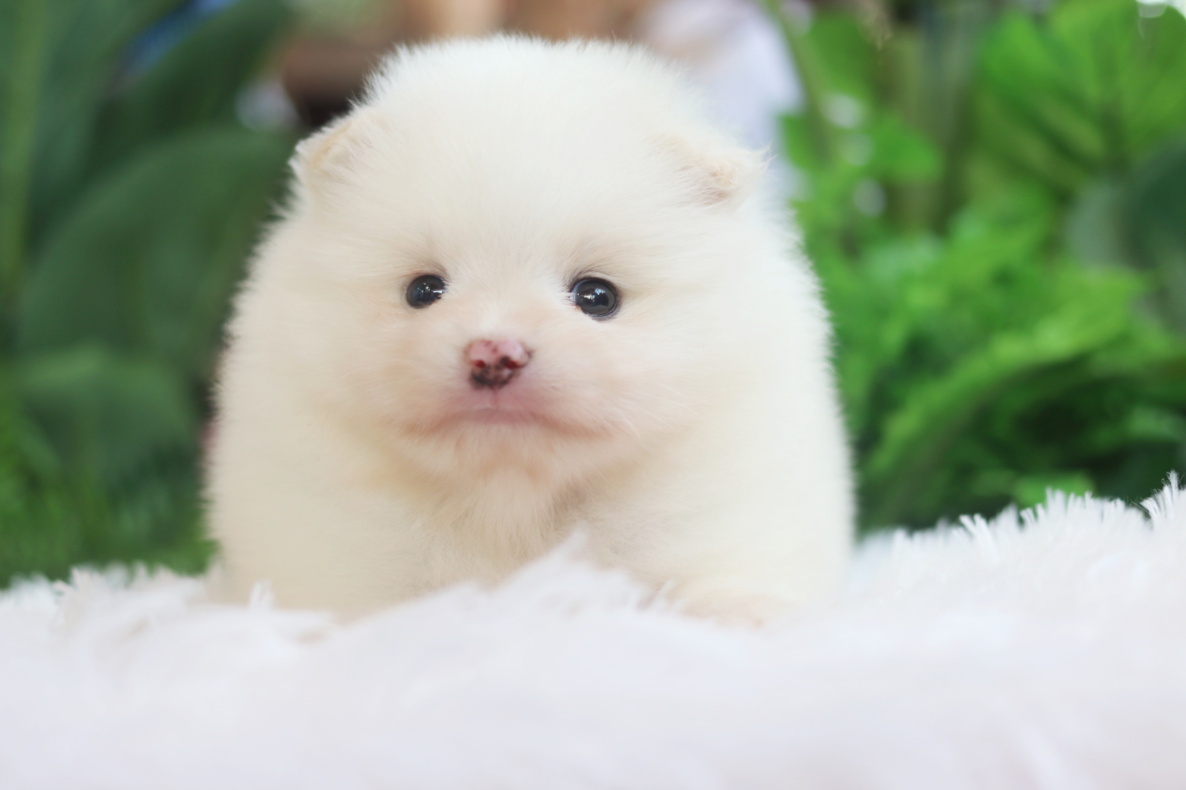 ปอมเมอเรเนียน เพศผู้ สีขาวครีม