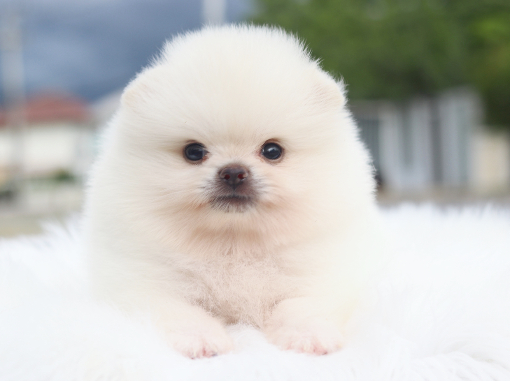 ปอมเมอเรเนียน เพศเมียสีขาวครีมเกรดโชว์