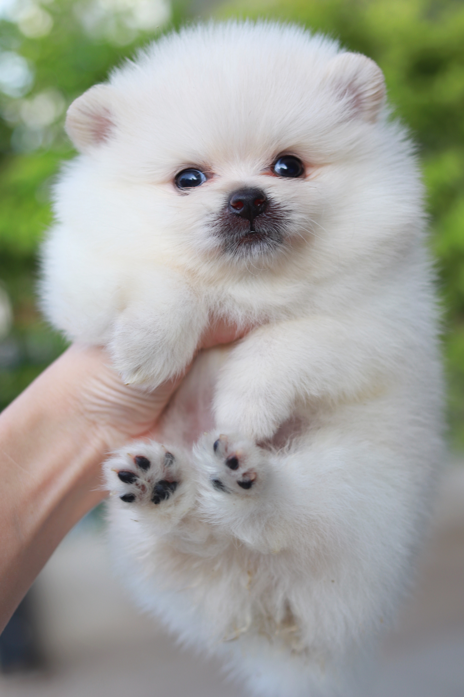 ปอมเมอเรเนียน เพศผู้ ขาวครีม