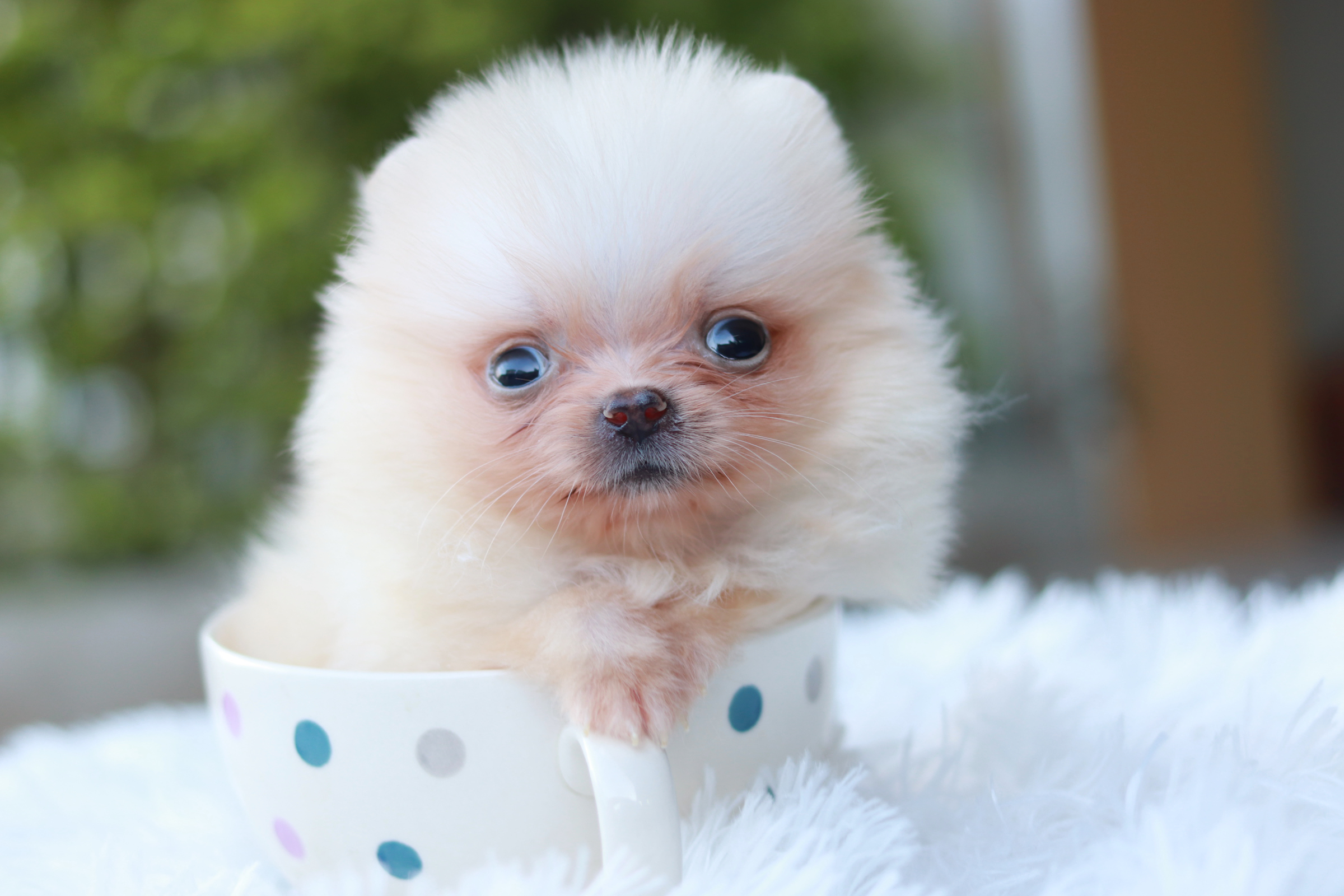 ปอมเมอเรเนียน เพศผู้ ทีคัพ