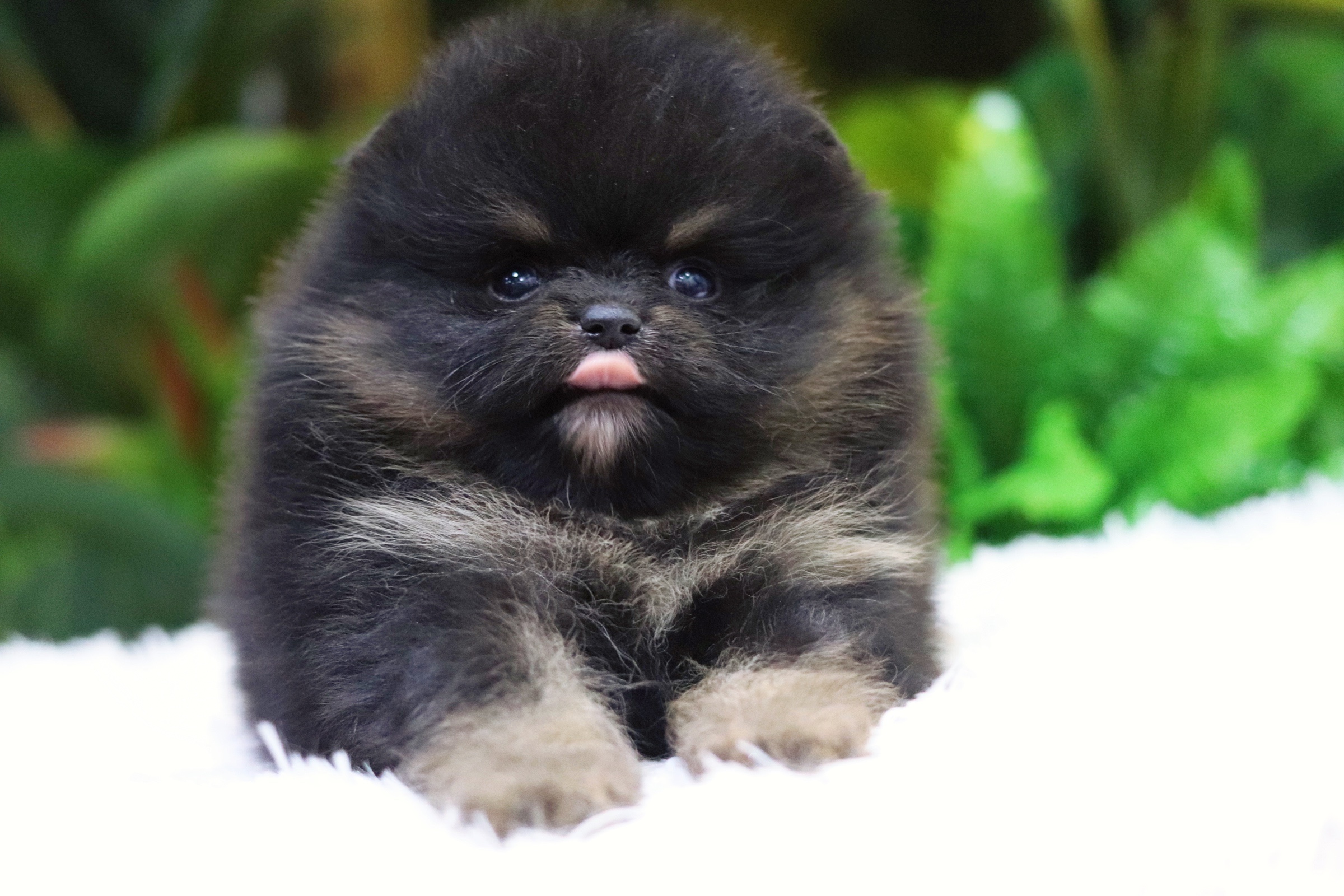 ปอมเมอเรเนียน เพศผู้แบล็คแทน