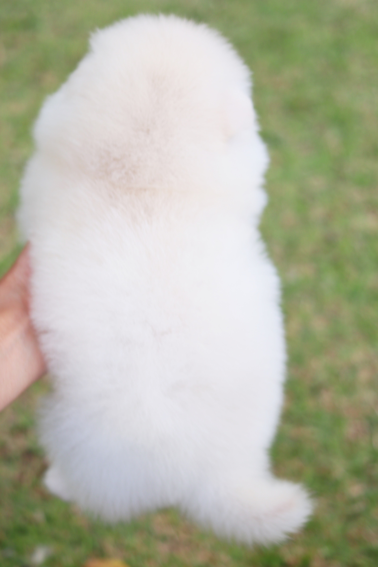 ปอมเมอเรเนียน เพศผู้ สีขาวครีมไซส์เล็ก